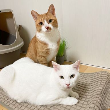 はー＆玉之丞の写真