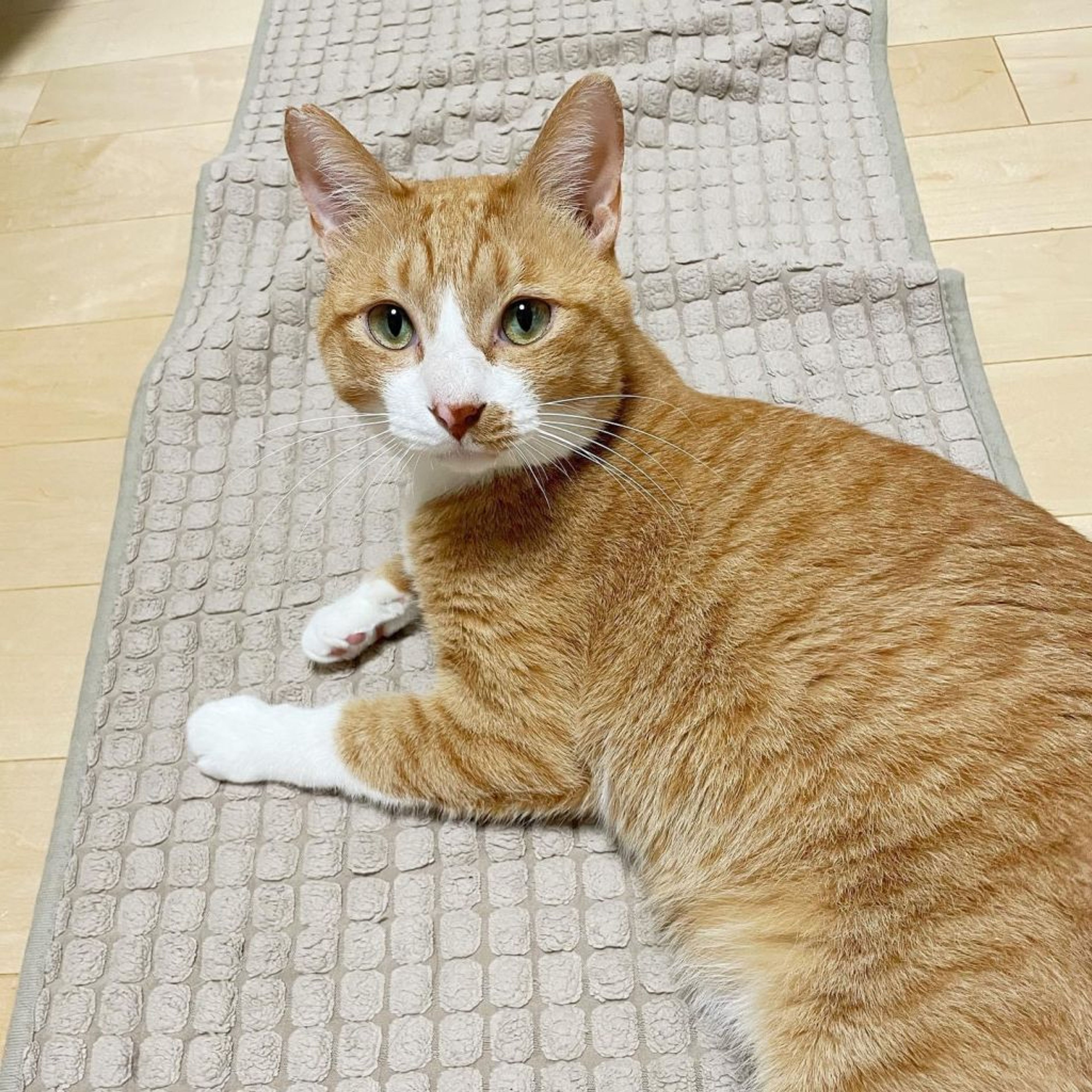 pet-image-2