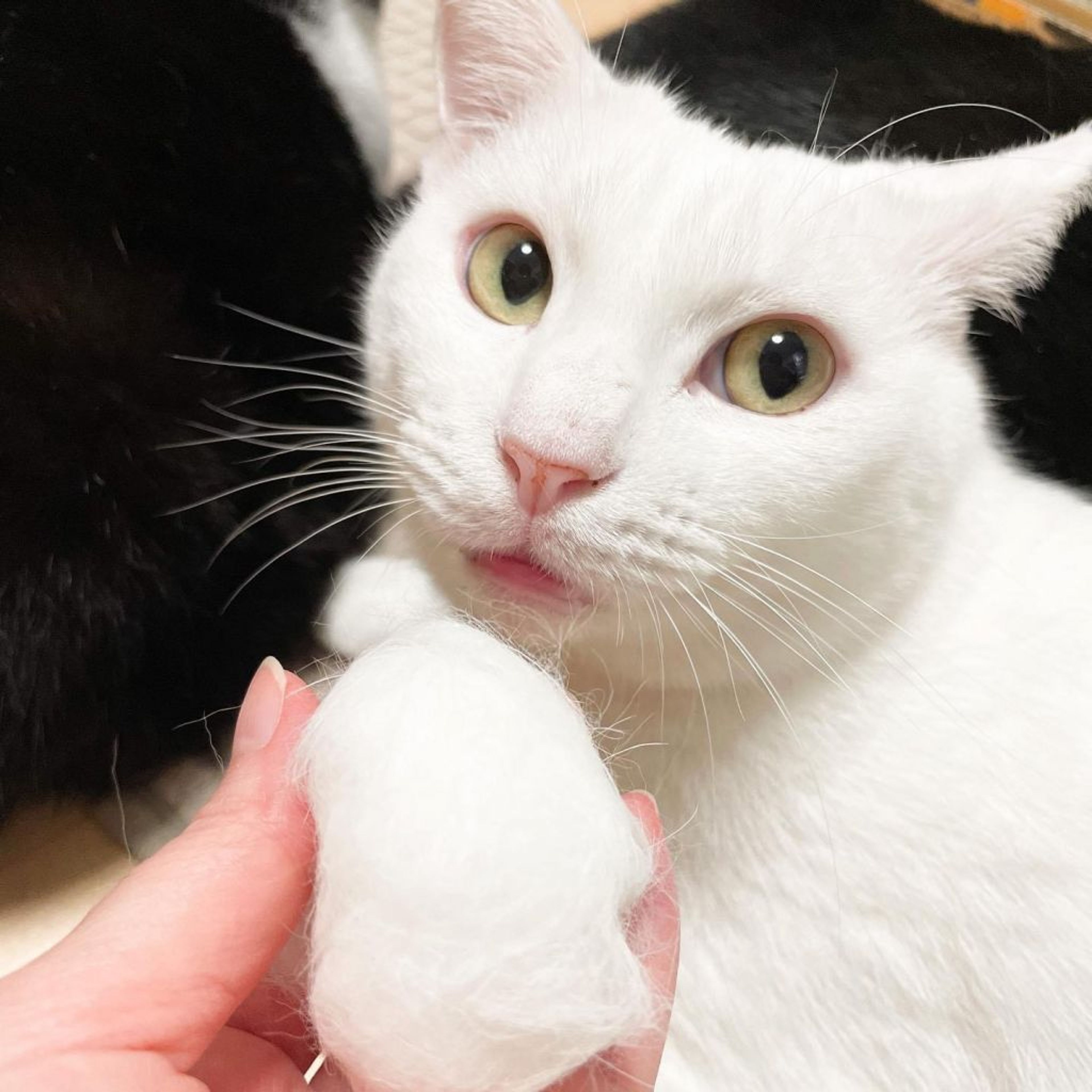 pet-image-3