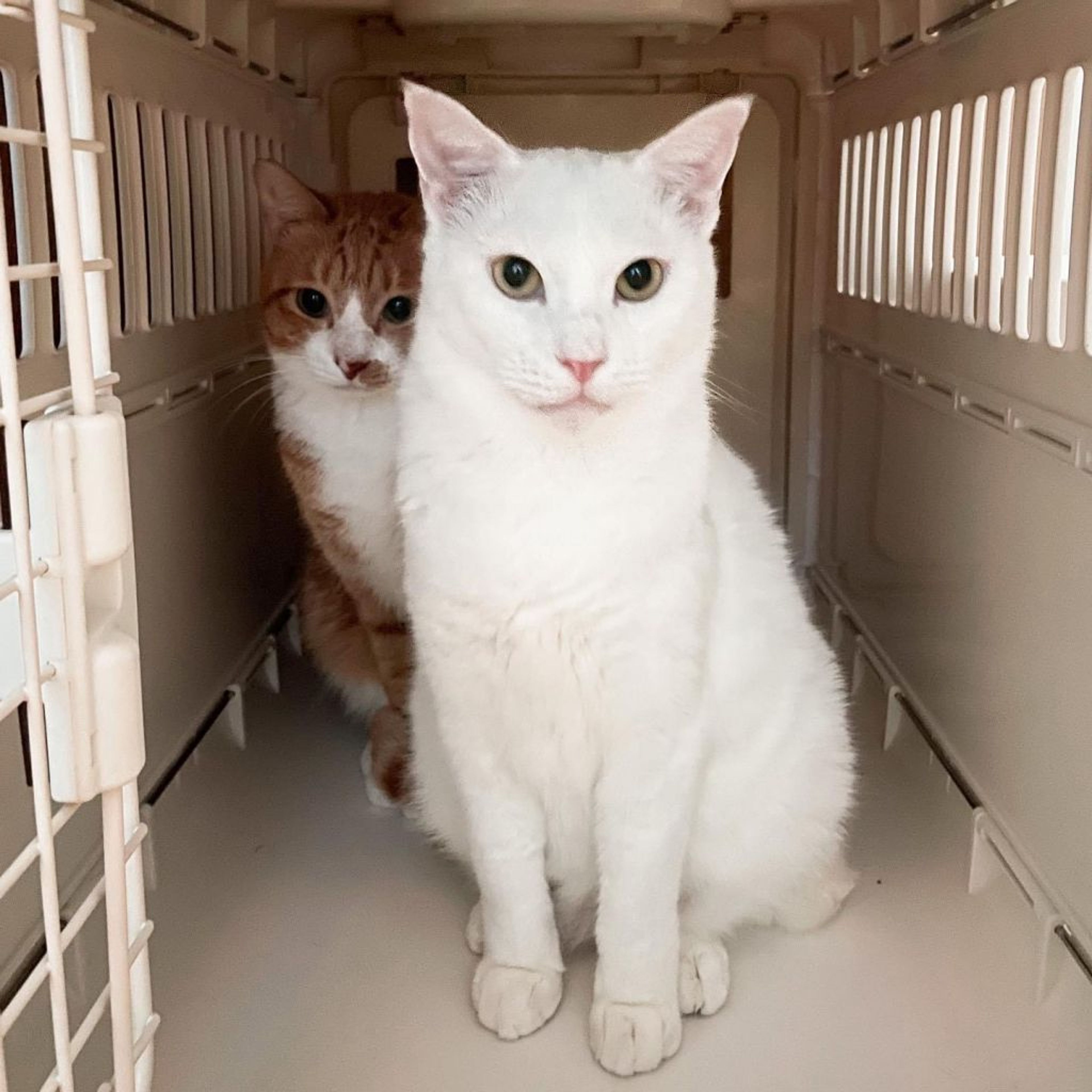 pet-image-4