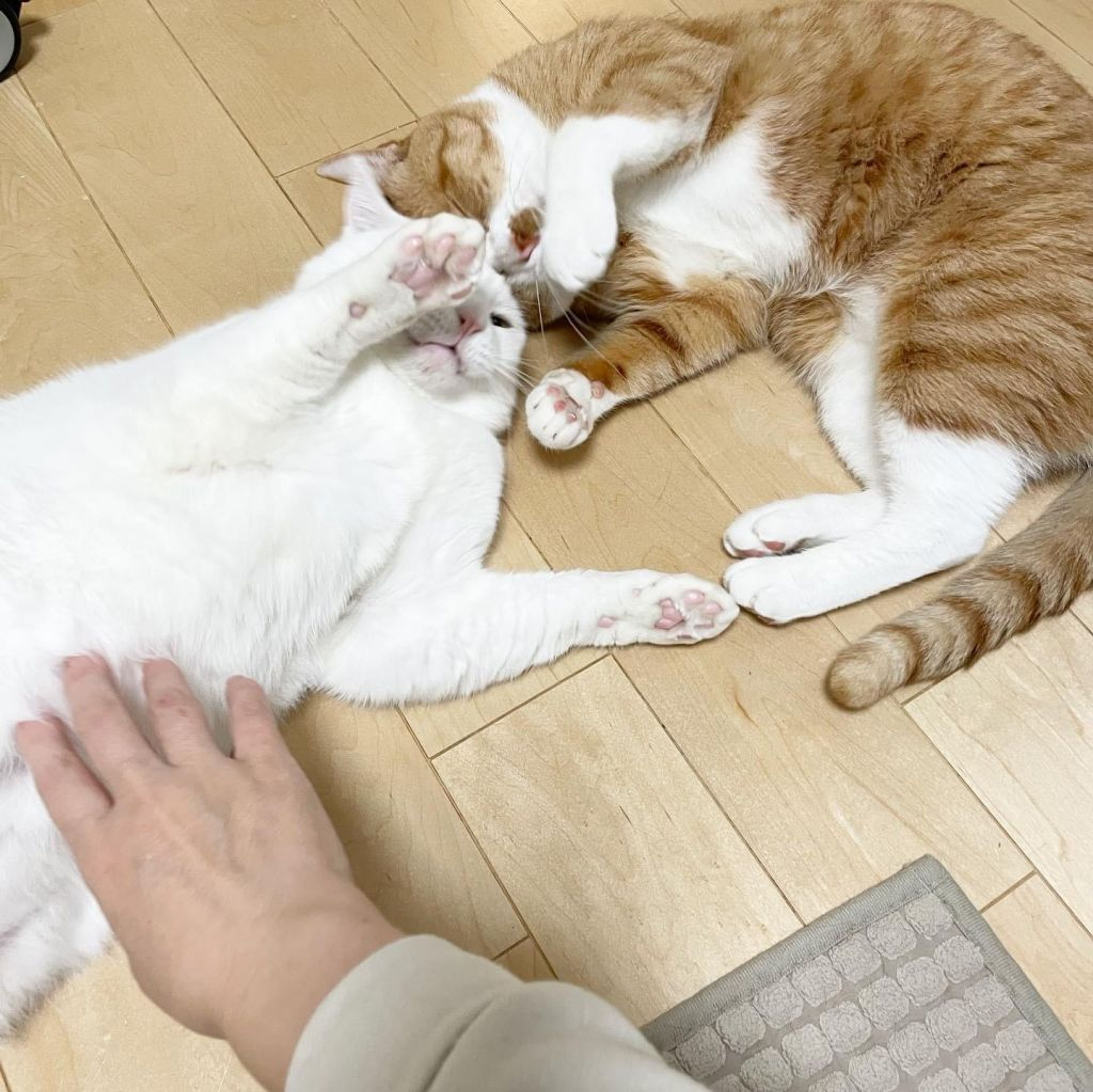 pet-image-5