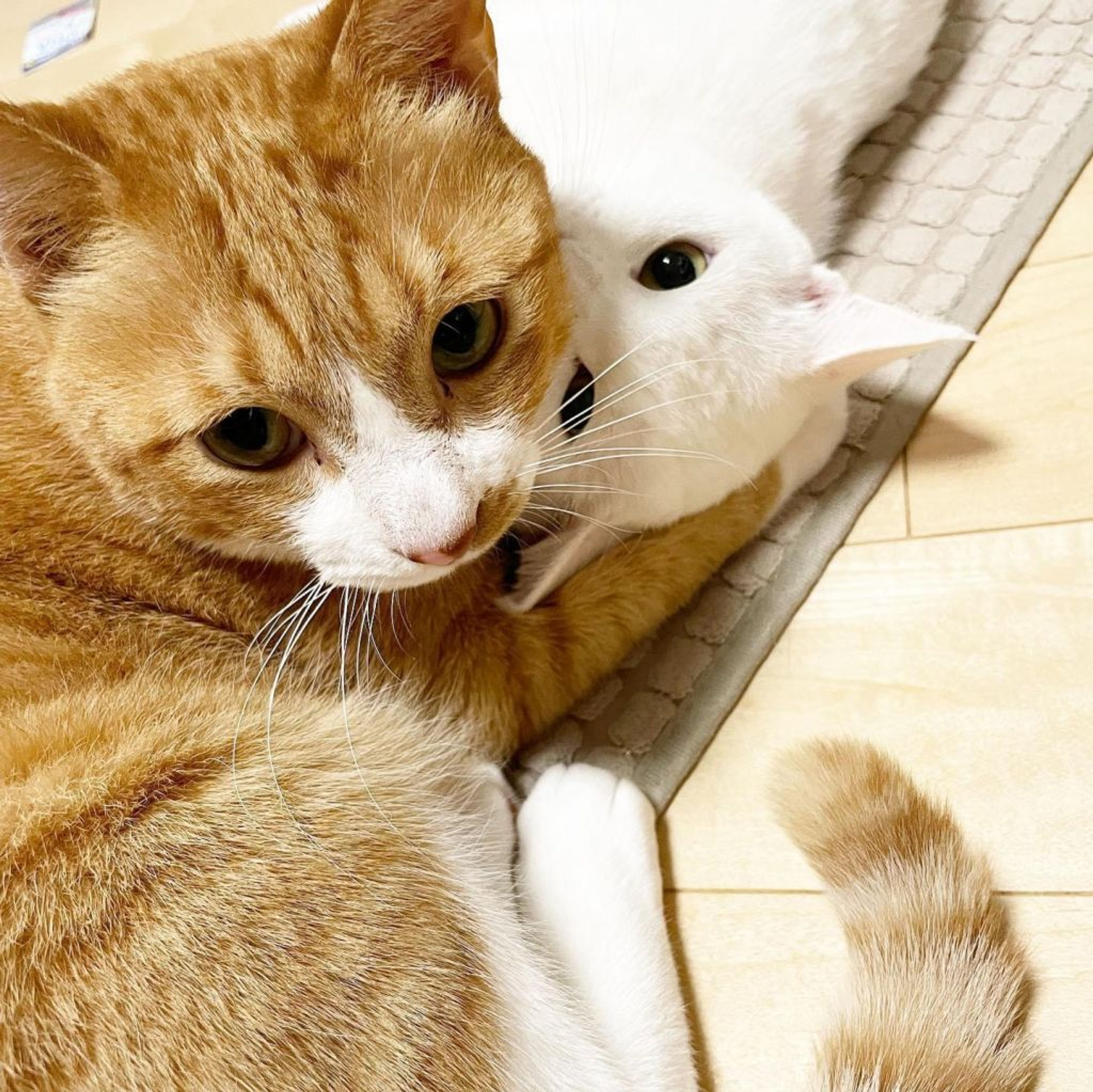 pet-image-6