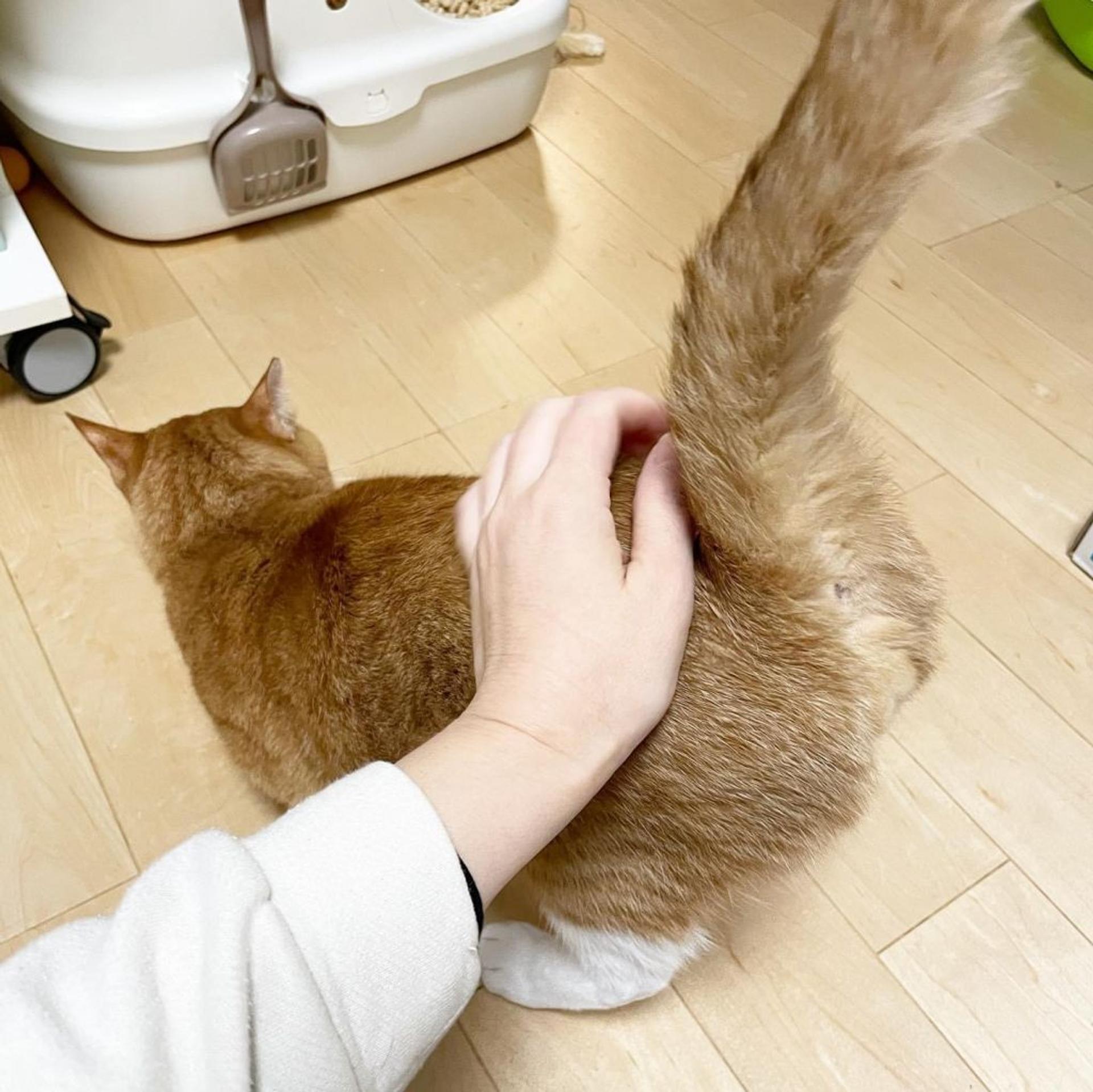 pet-image-7