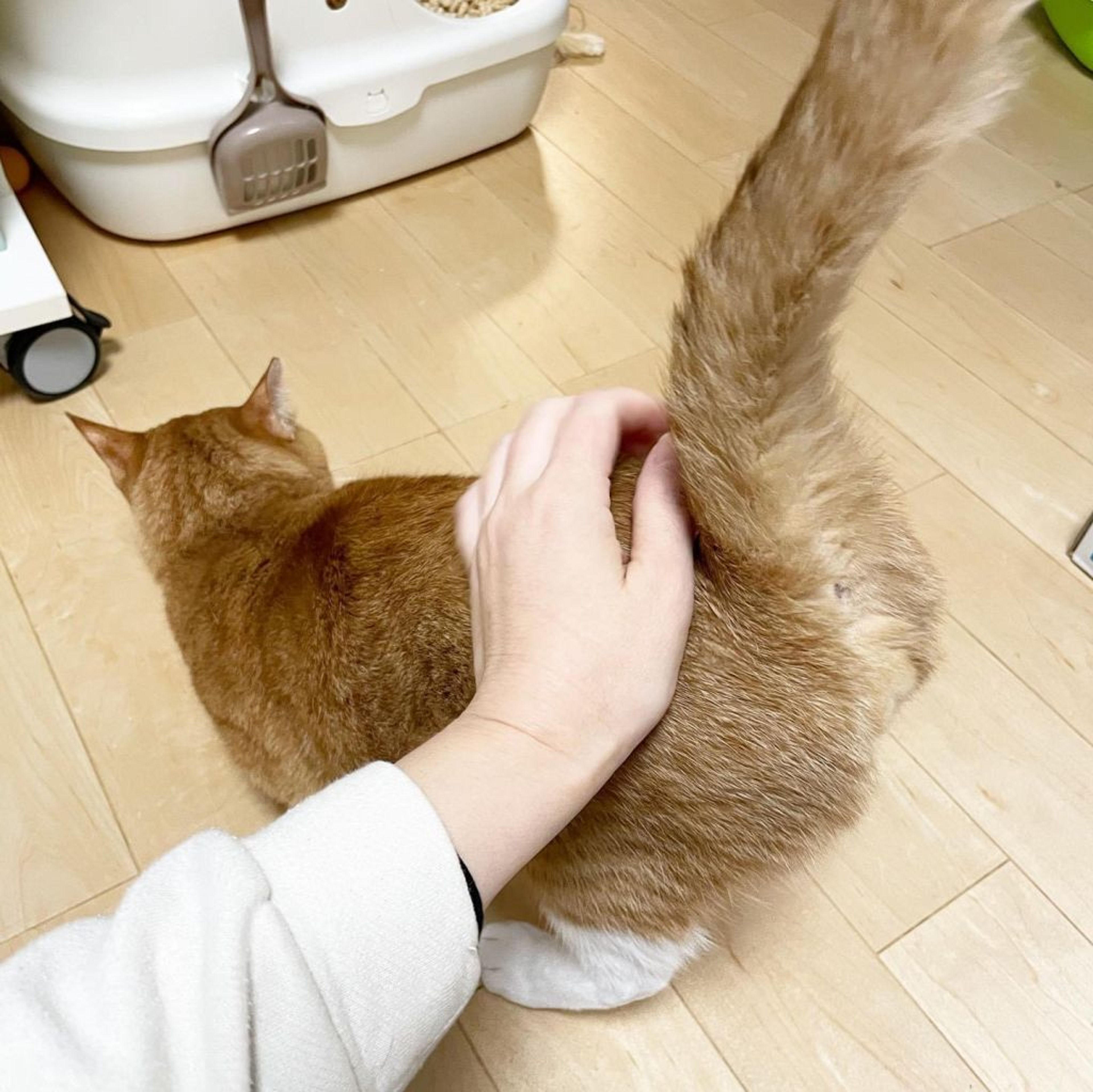 pet-image-7