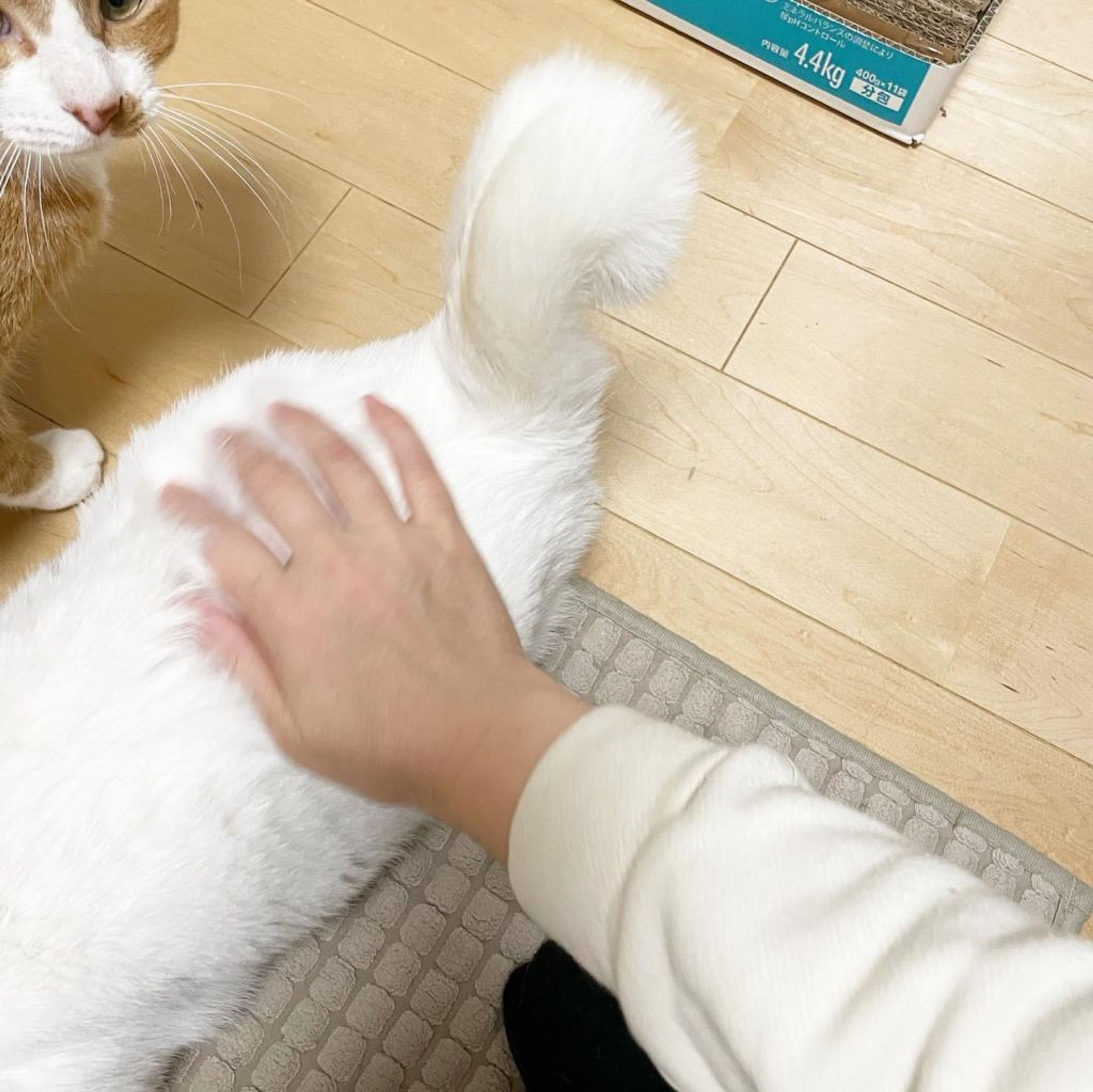 pet-image-8