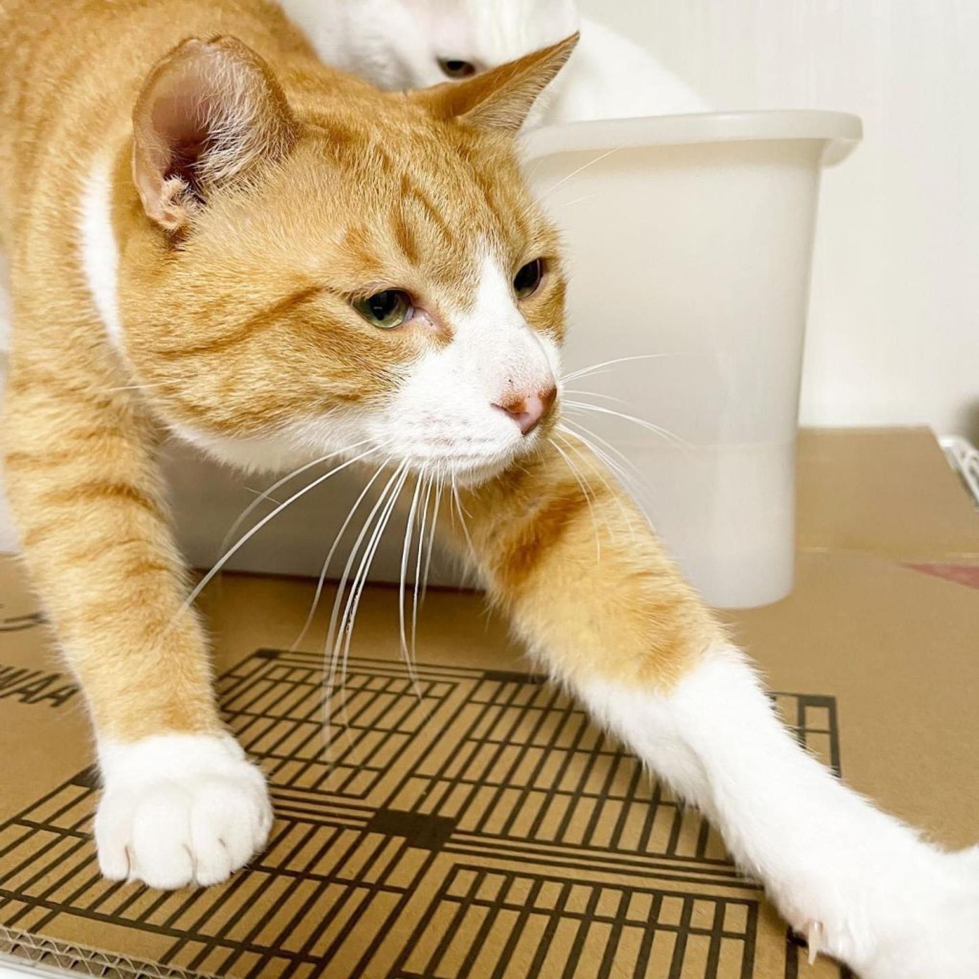 pet-image-9