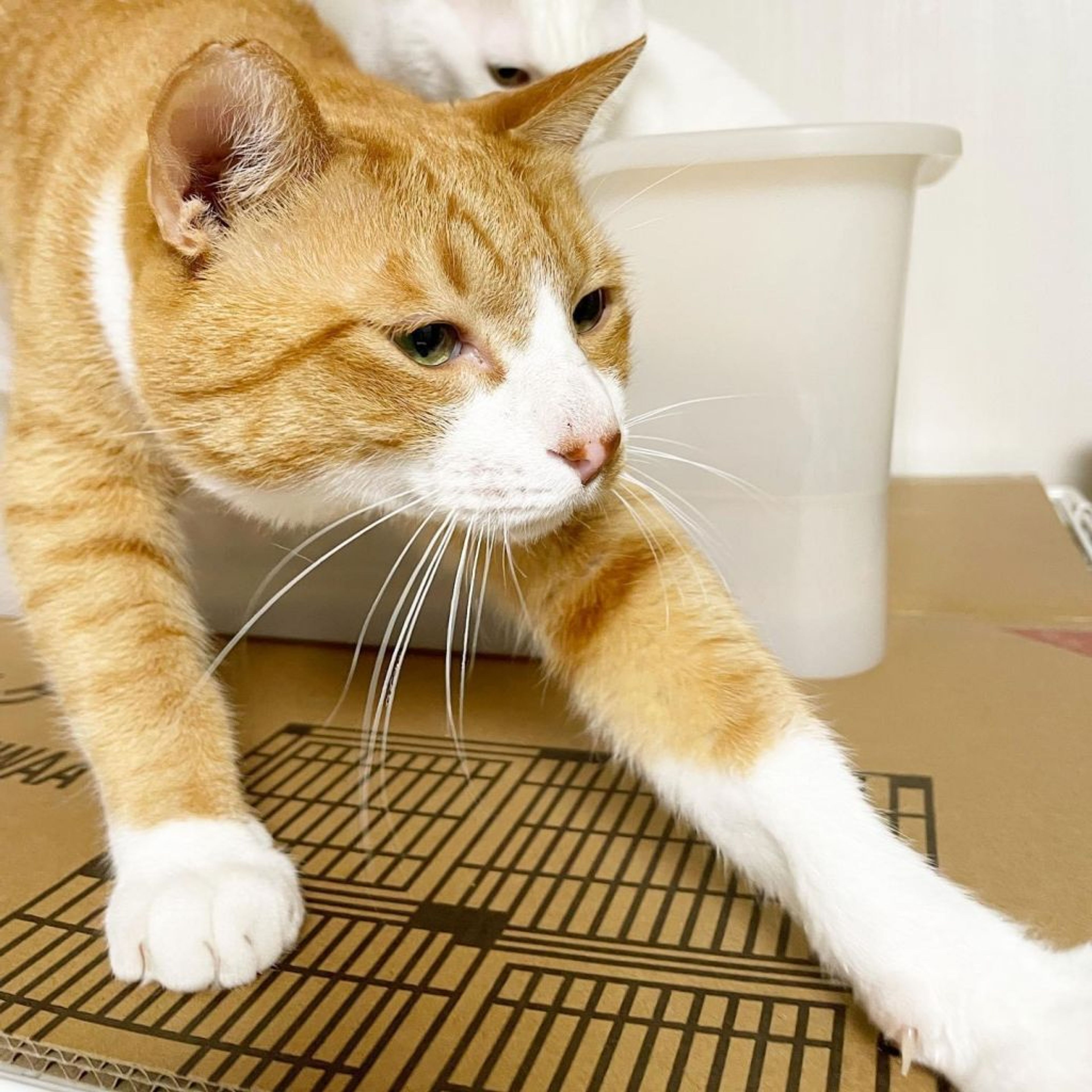 pet-image-9