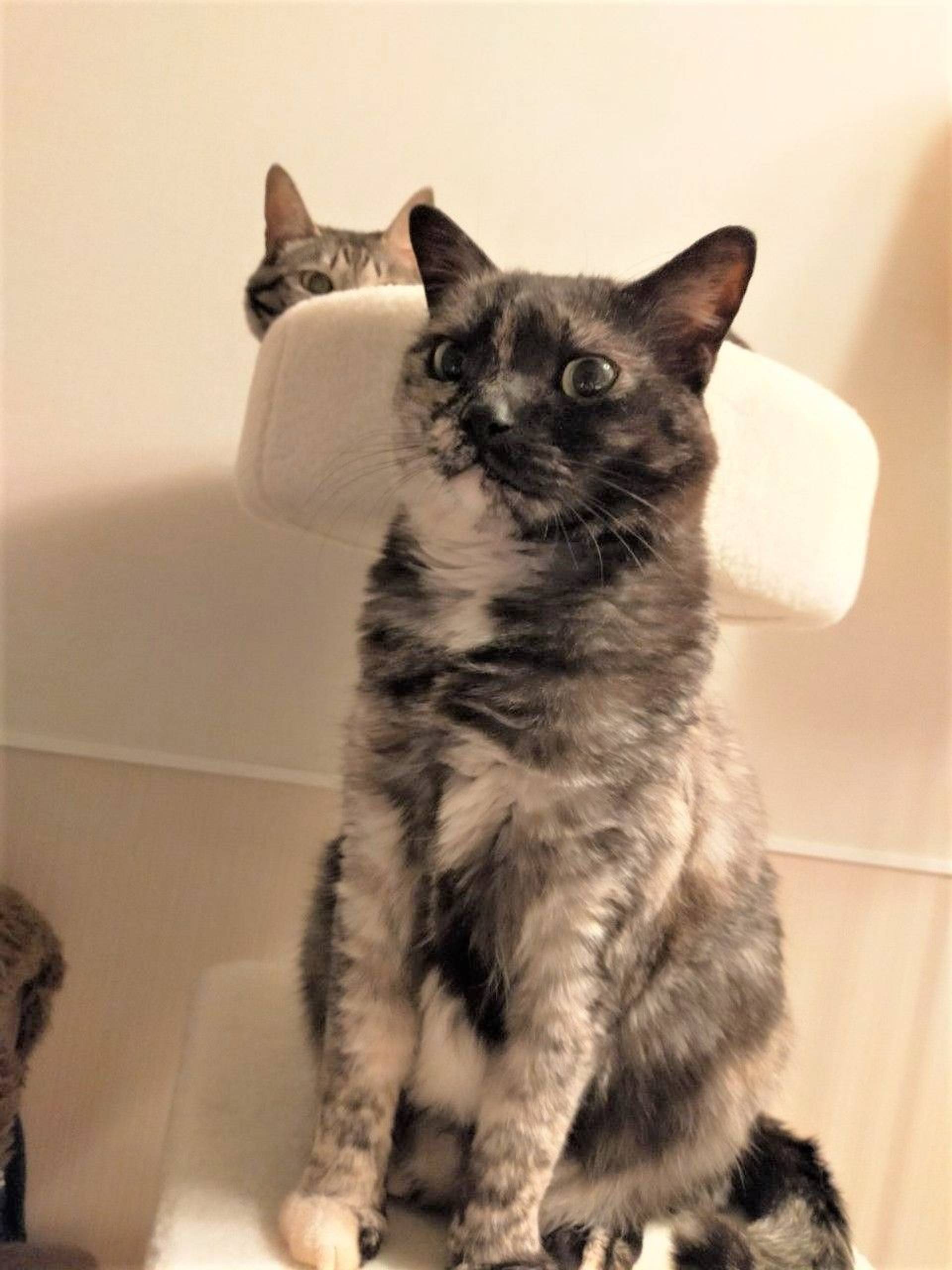 雑種（ミックス猫）・メスの里親募集の写真