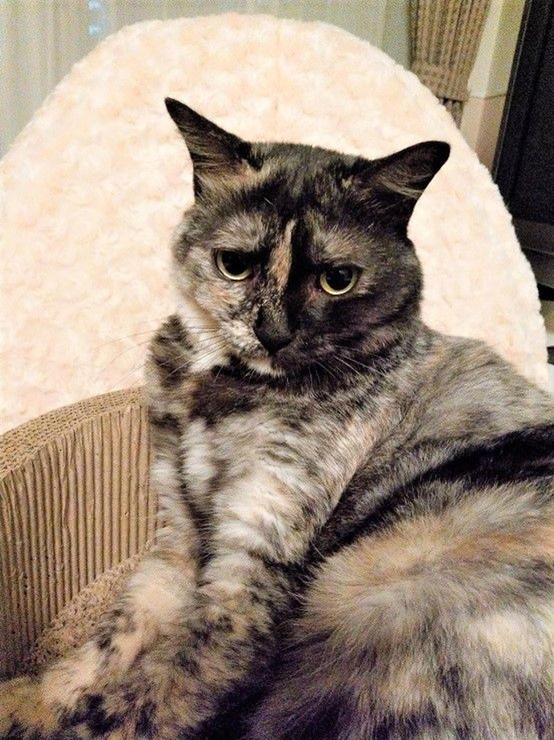 pet-image-3