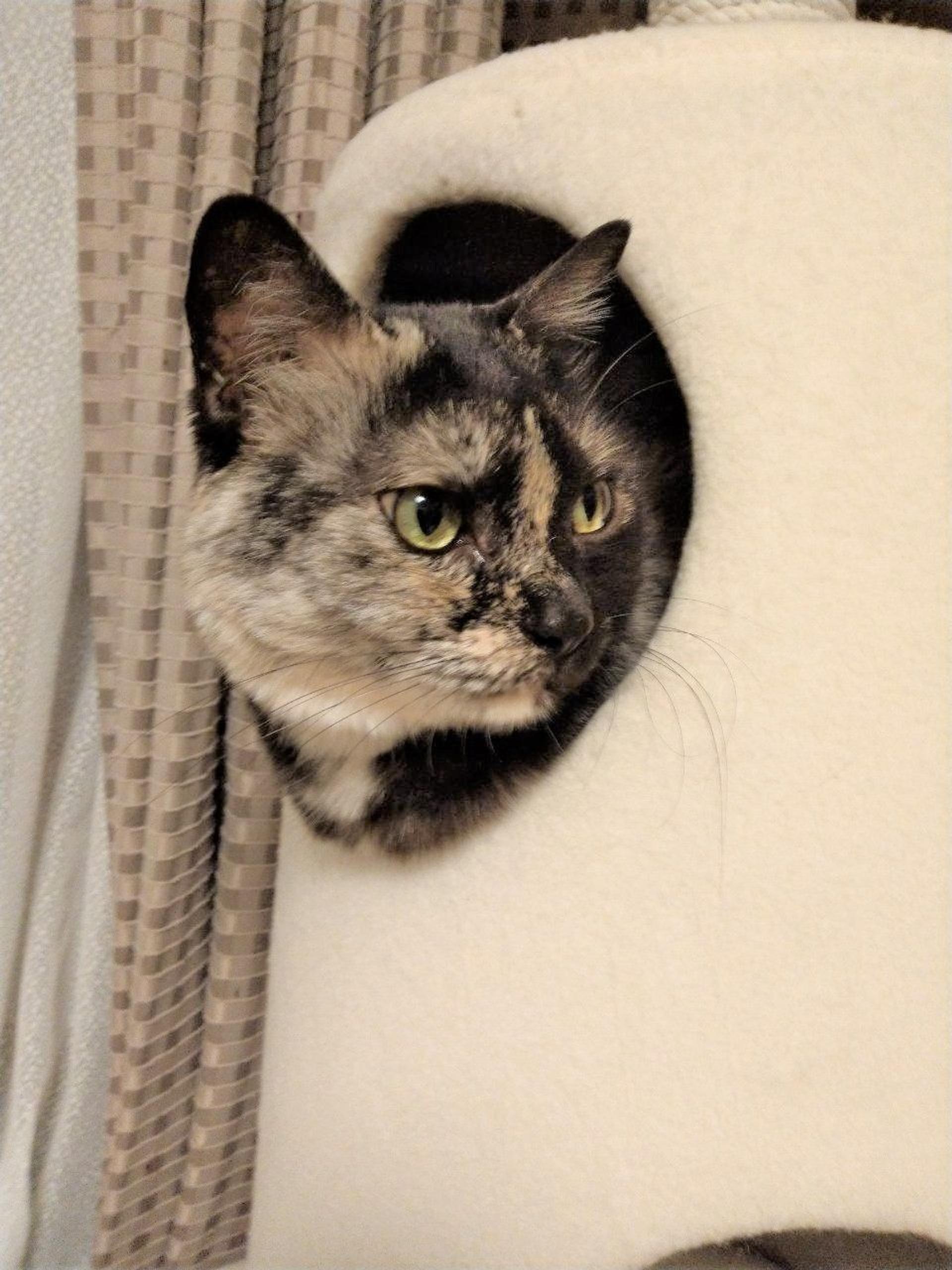 pet-image-4