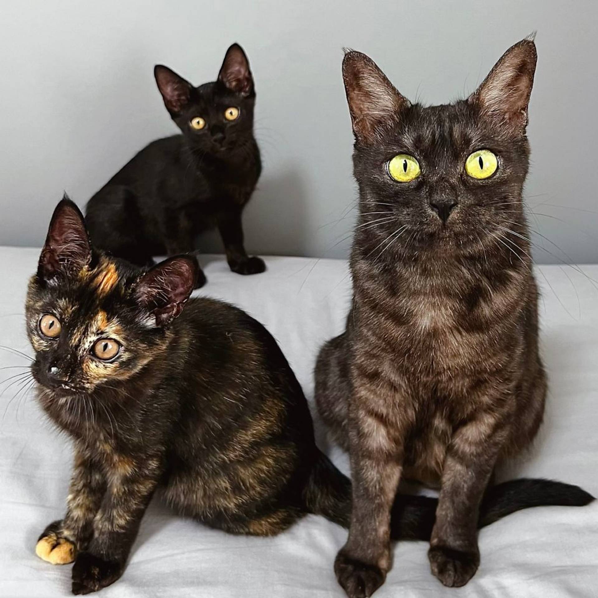 雑種（ミックス猫）・メスの里親募集の写真