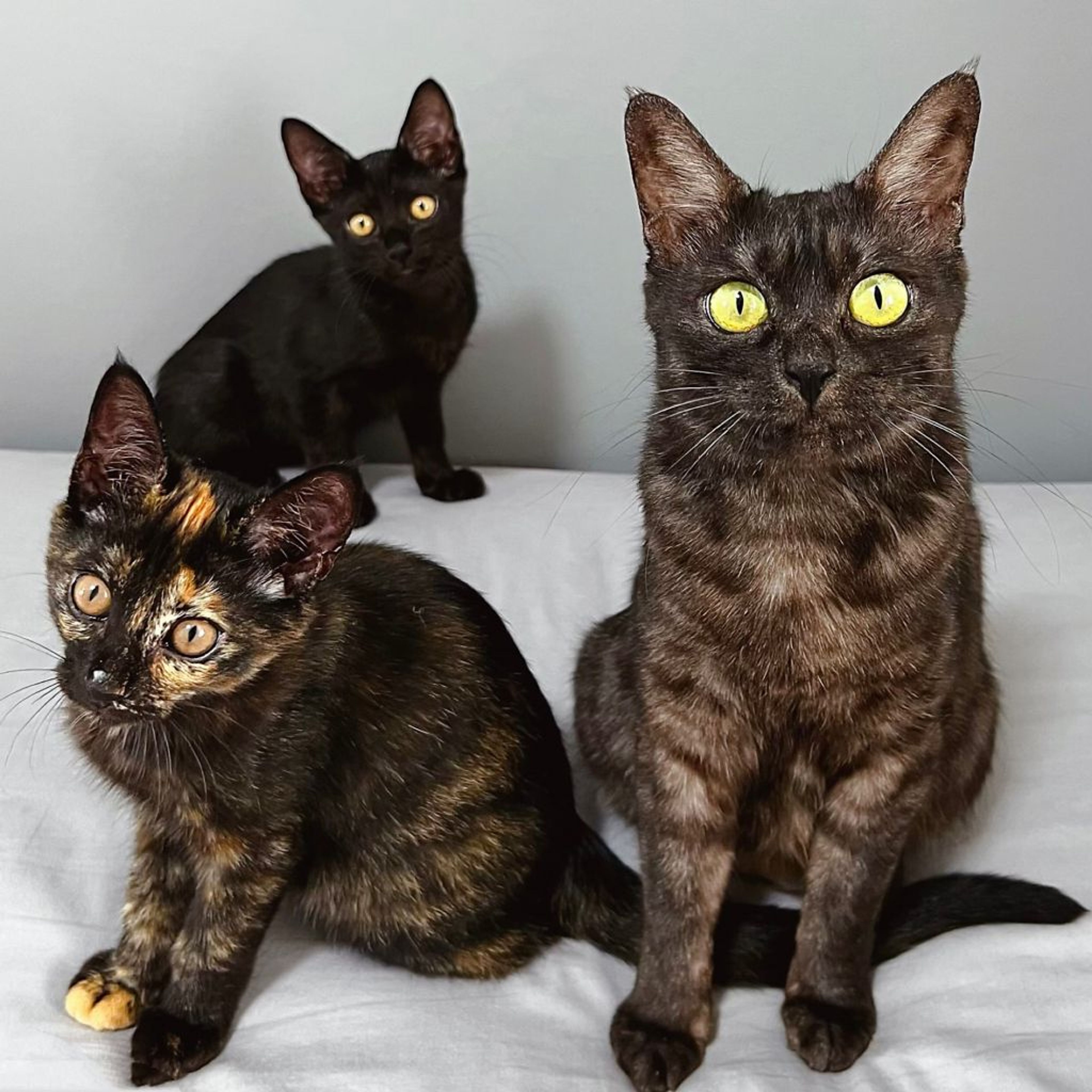 雑種（ミックス猫）・メスの里親募集の写真