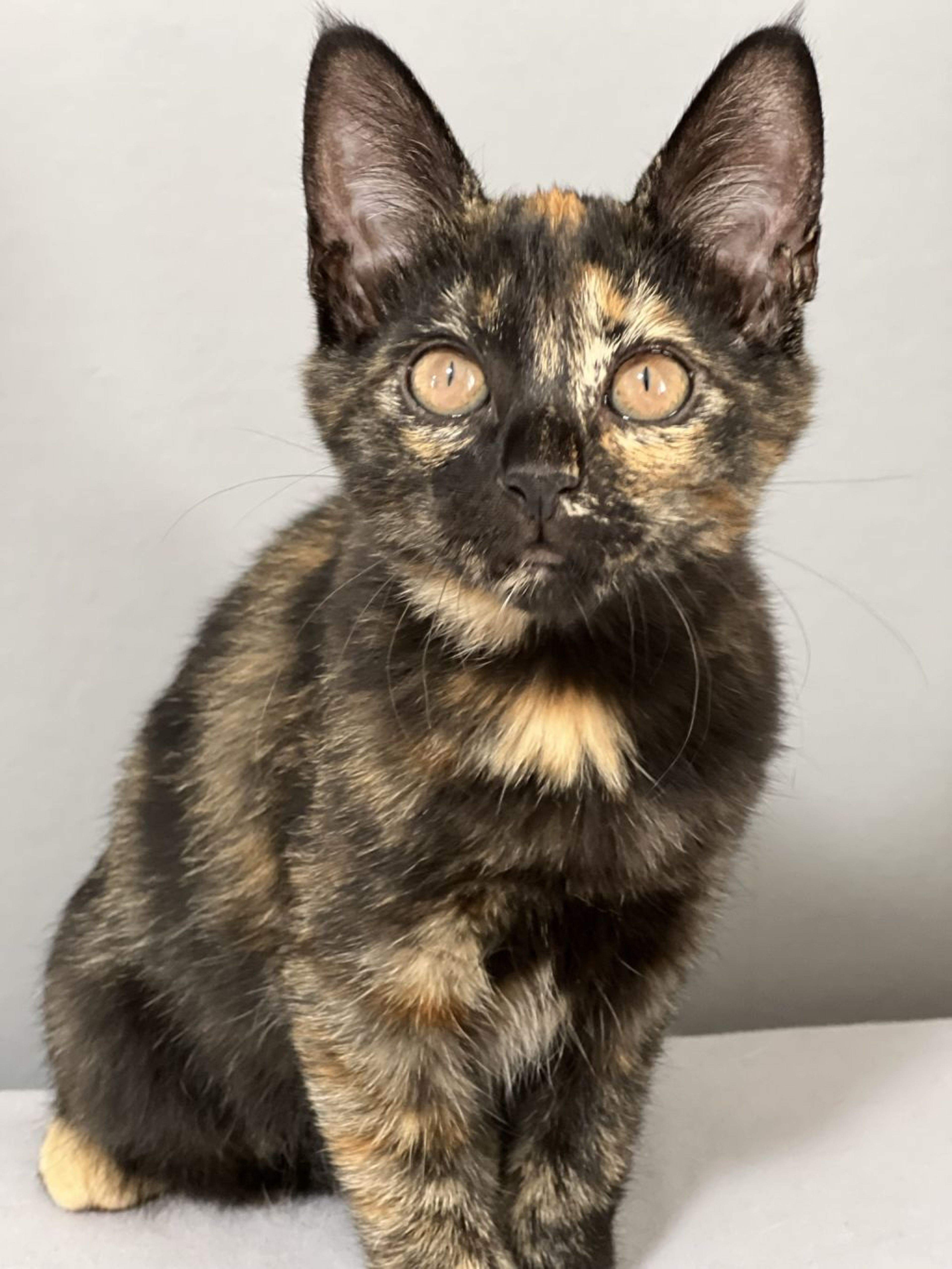 pet-image-4
