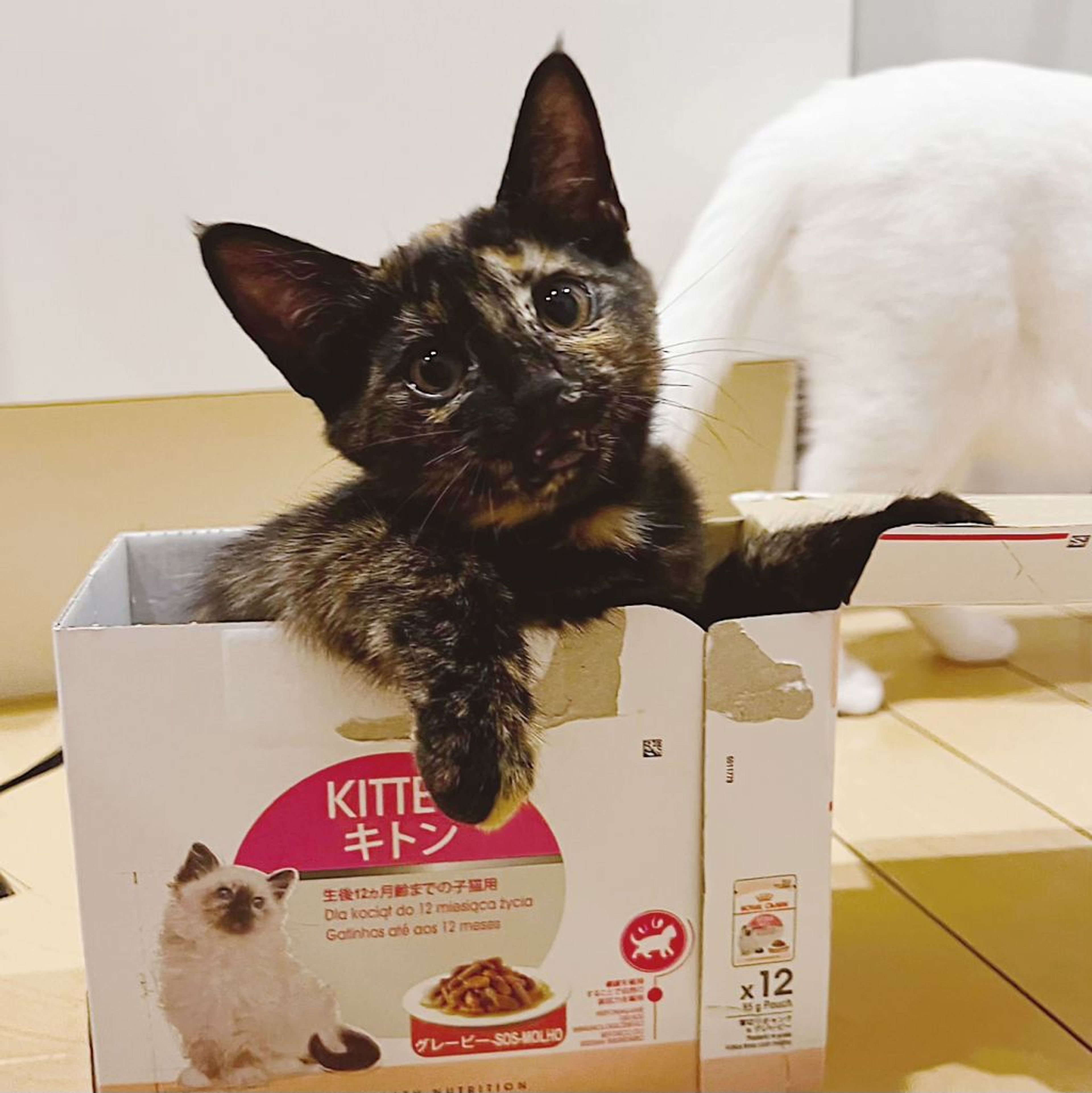 pet-image-5