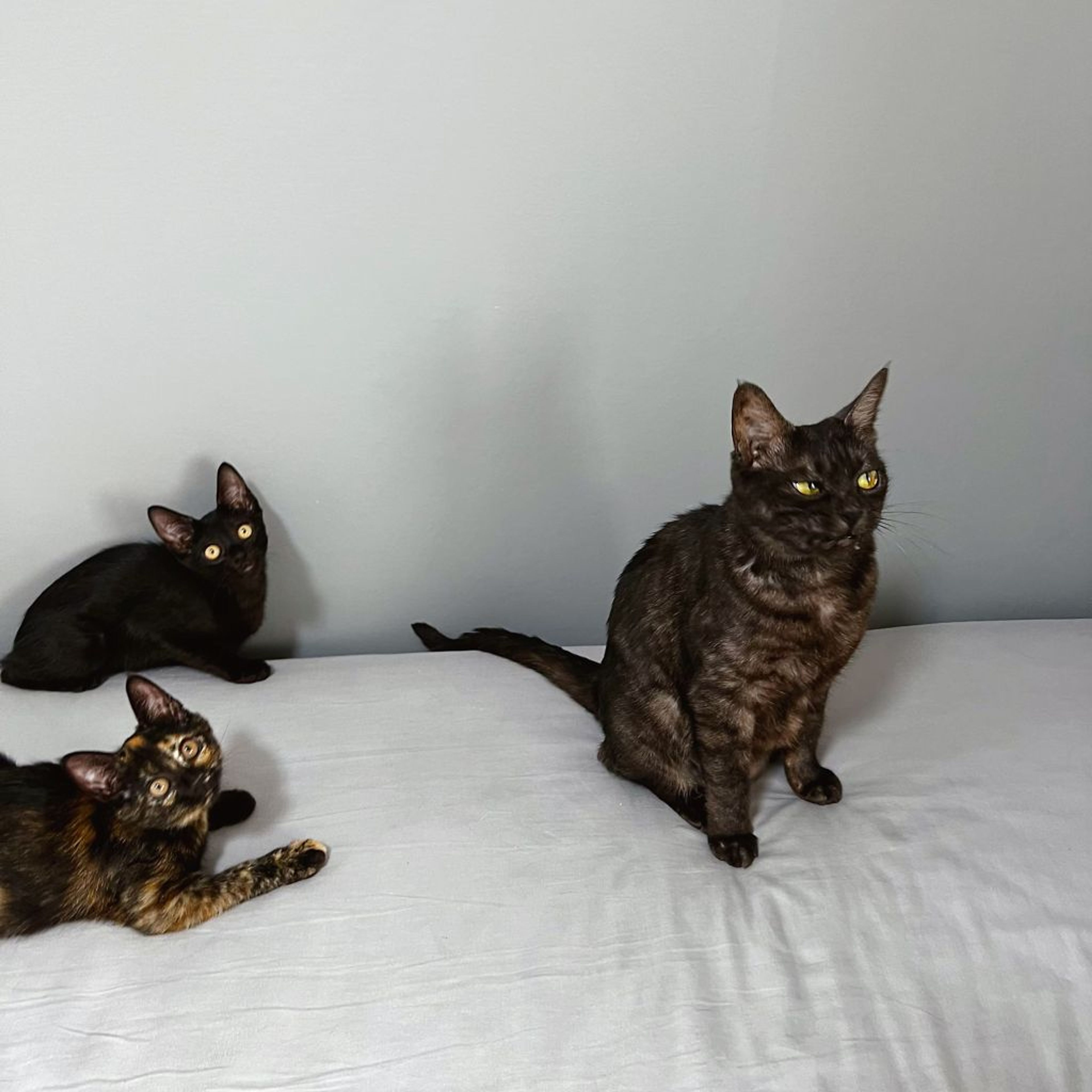 pet-image-8