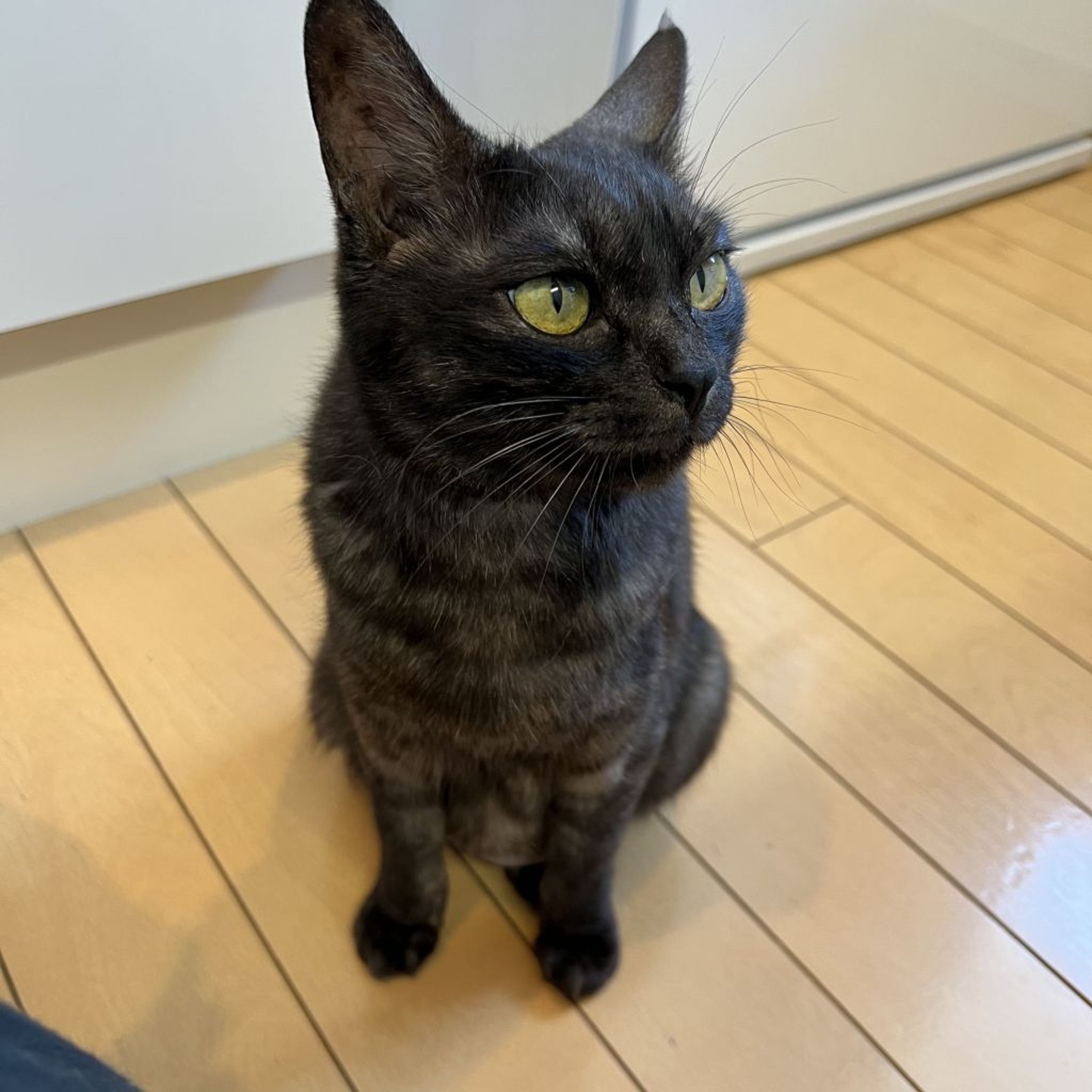 pet-image-9
