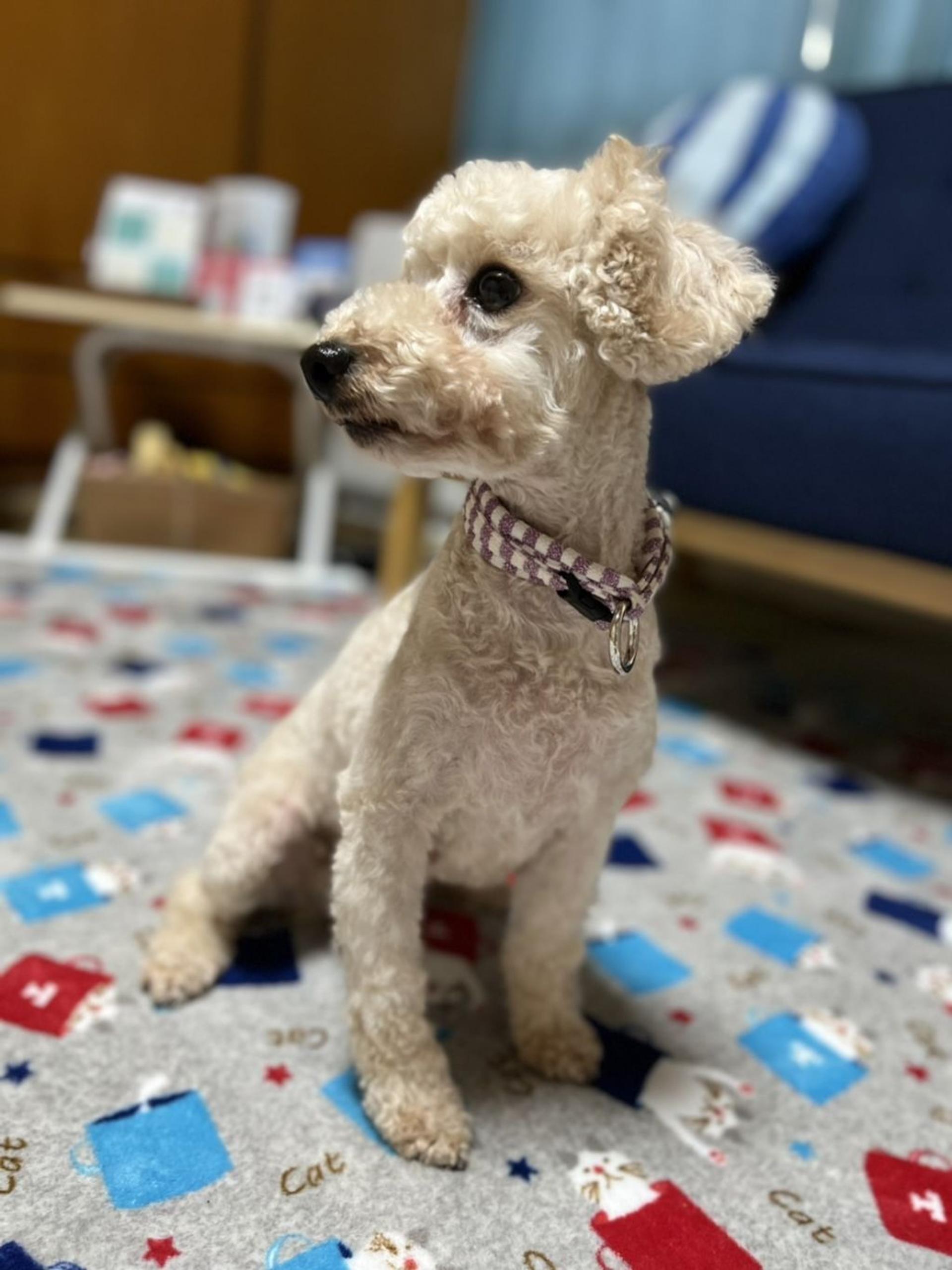 pet-image-2