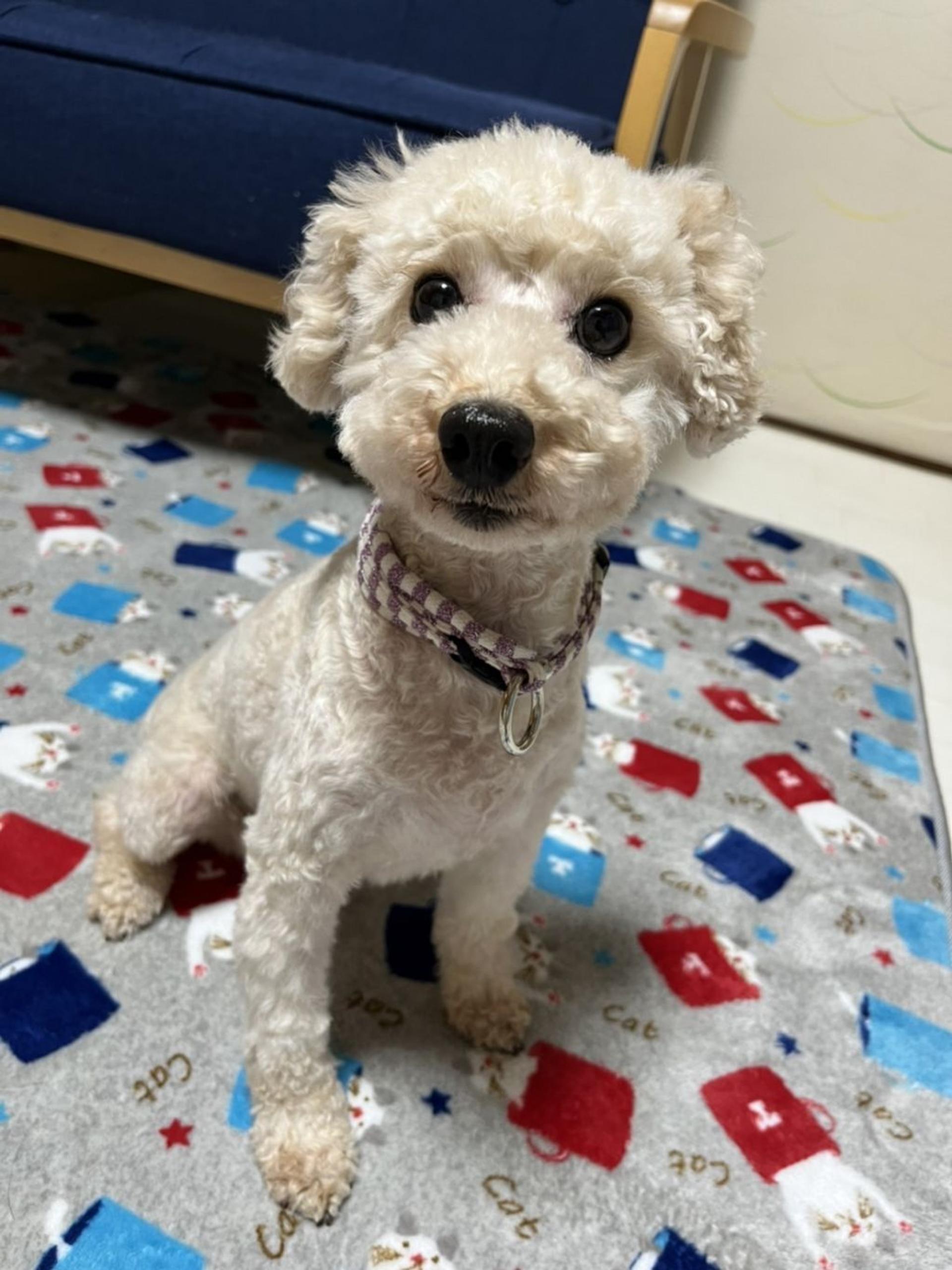 pet-image-3