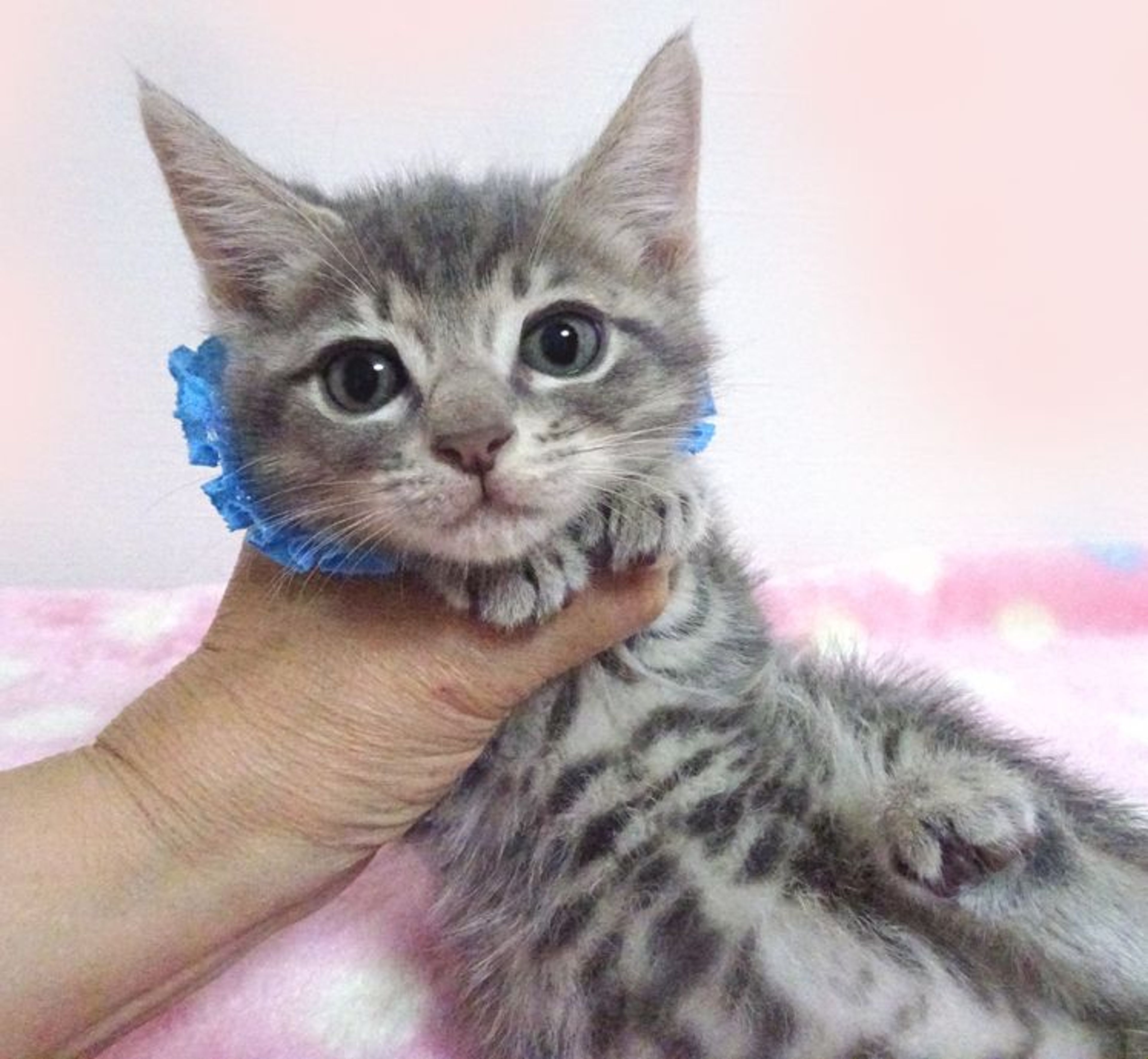 雑種（ミックス猫）・オスの里親募集の写真