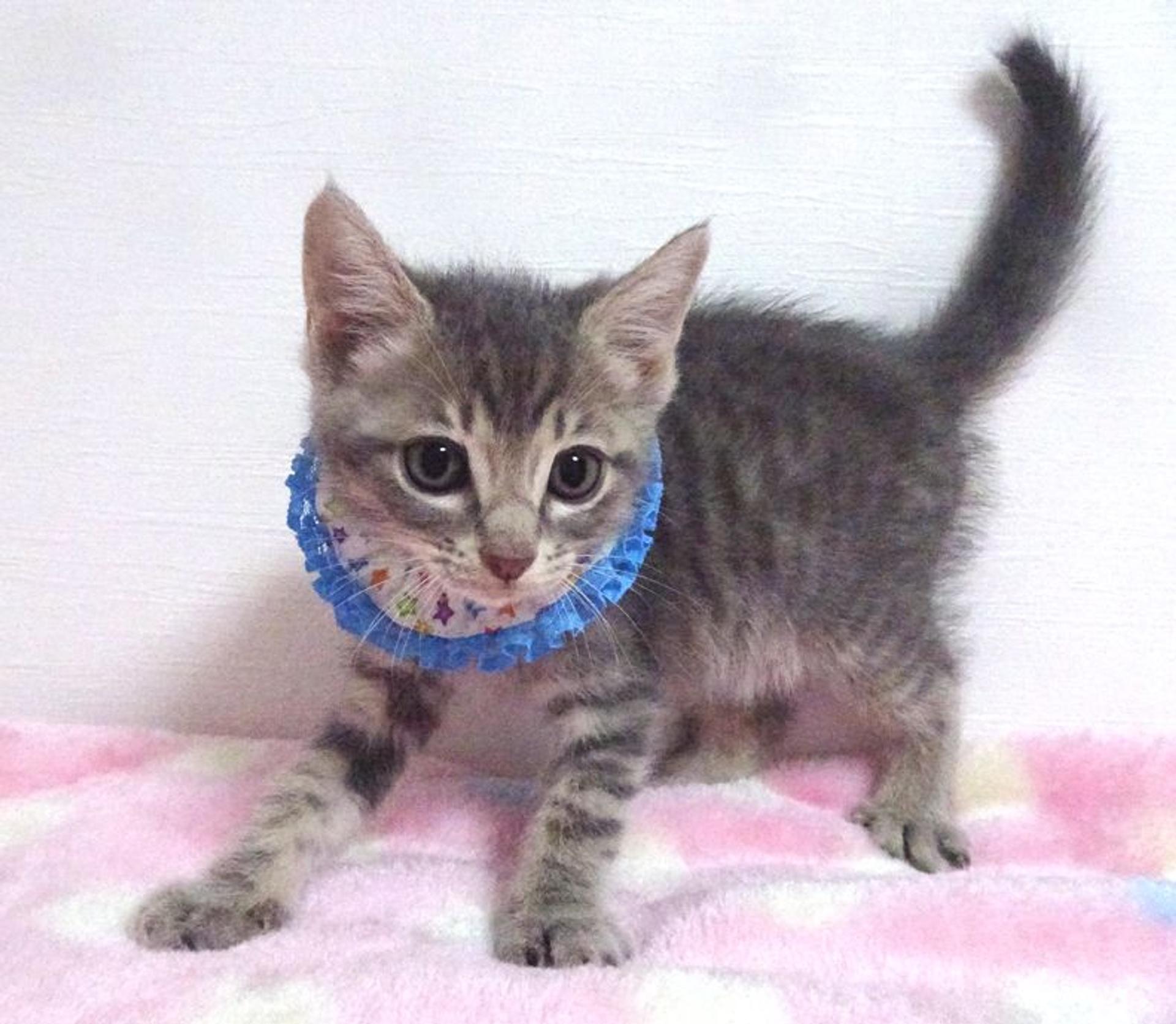 pet-image-3
