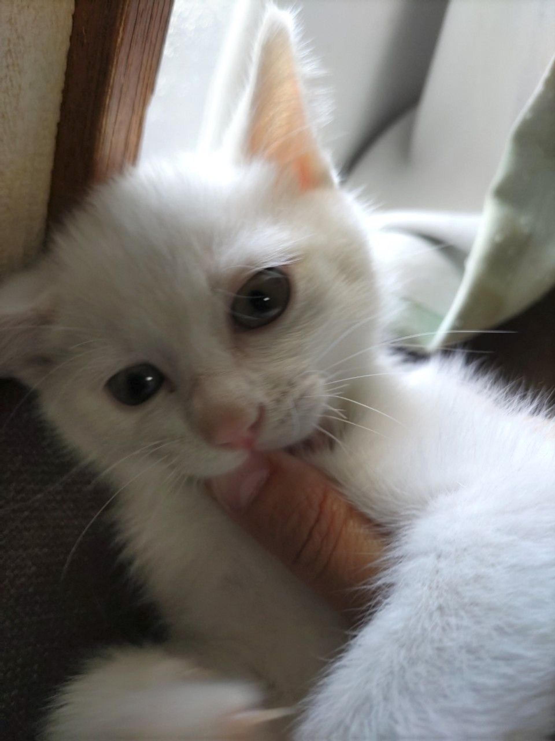 pet-image-3