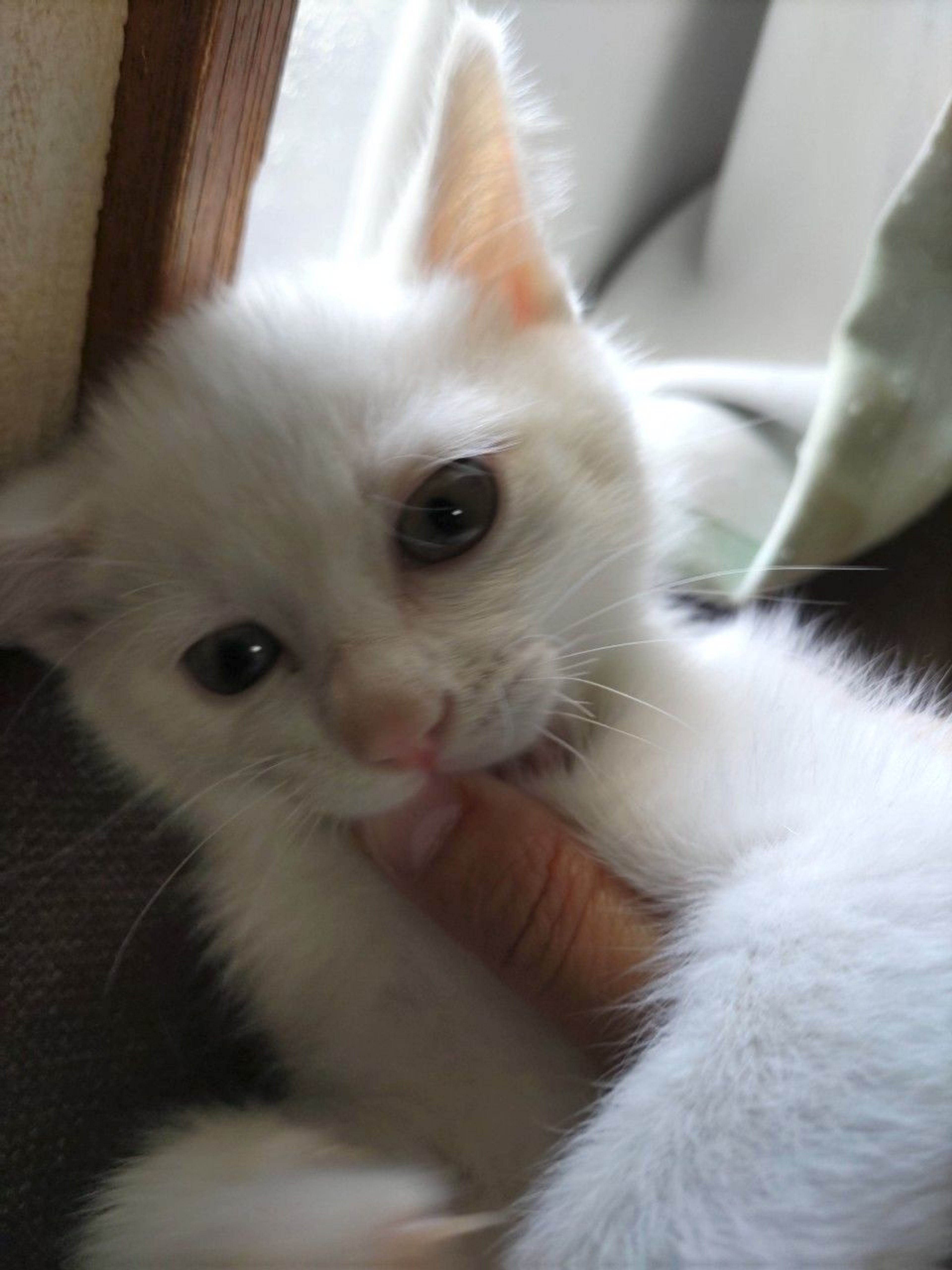 pet-image-3