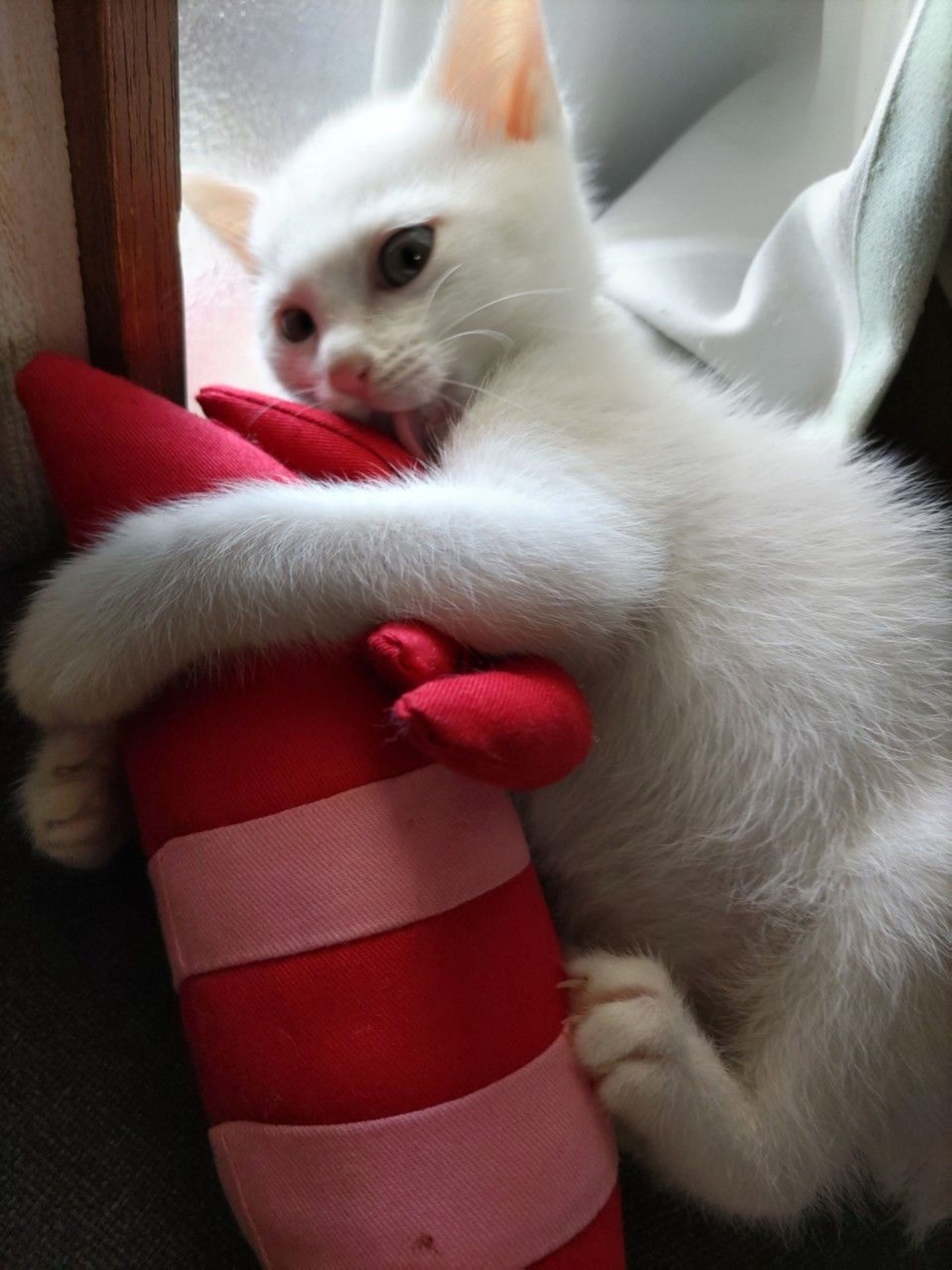 pet-image-4