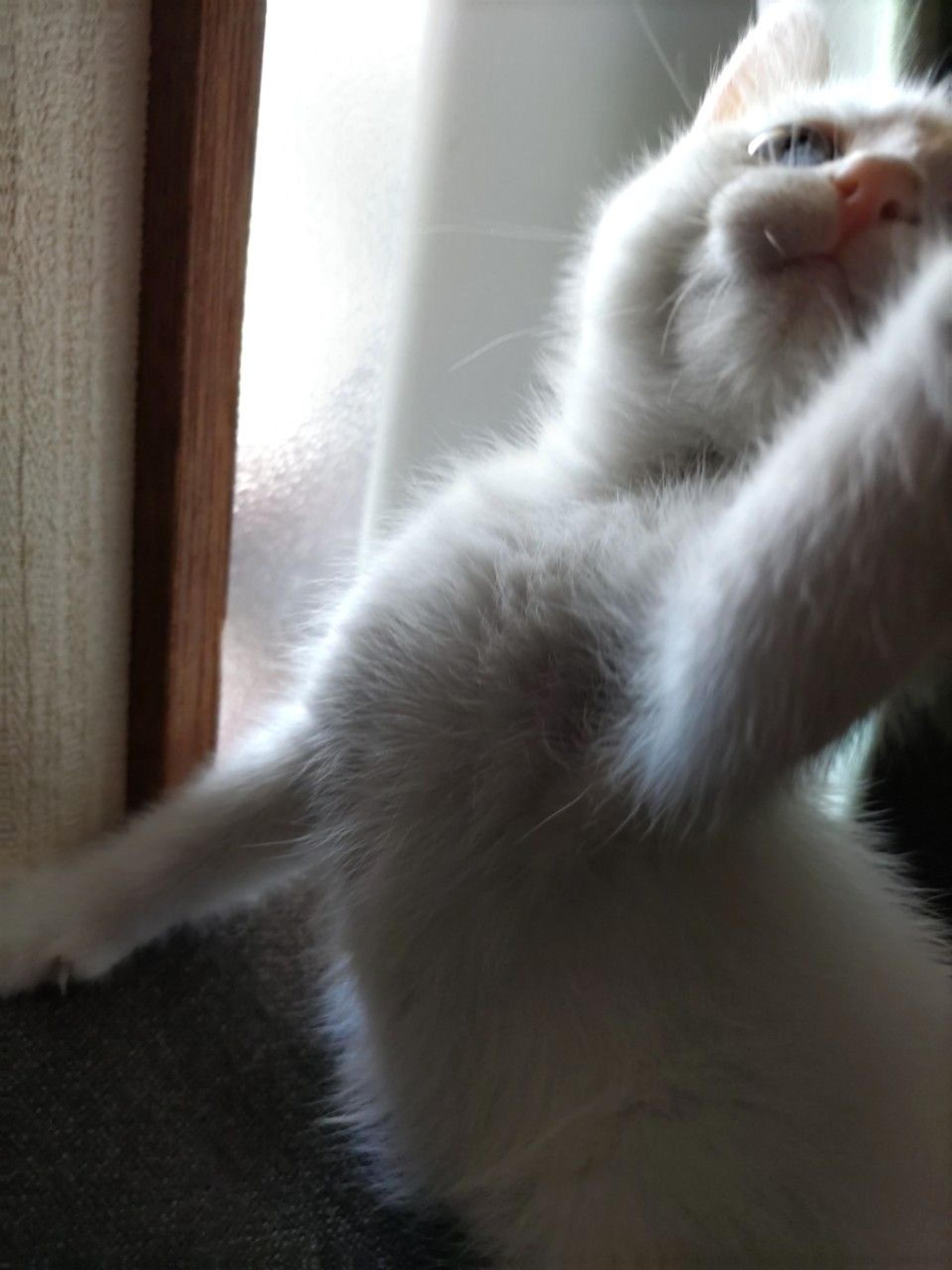 pet-image-5