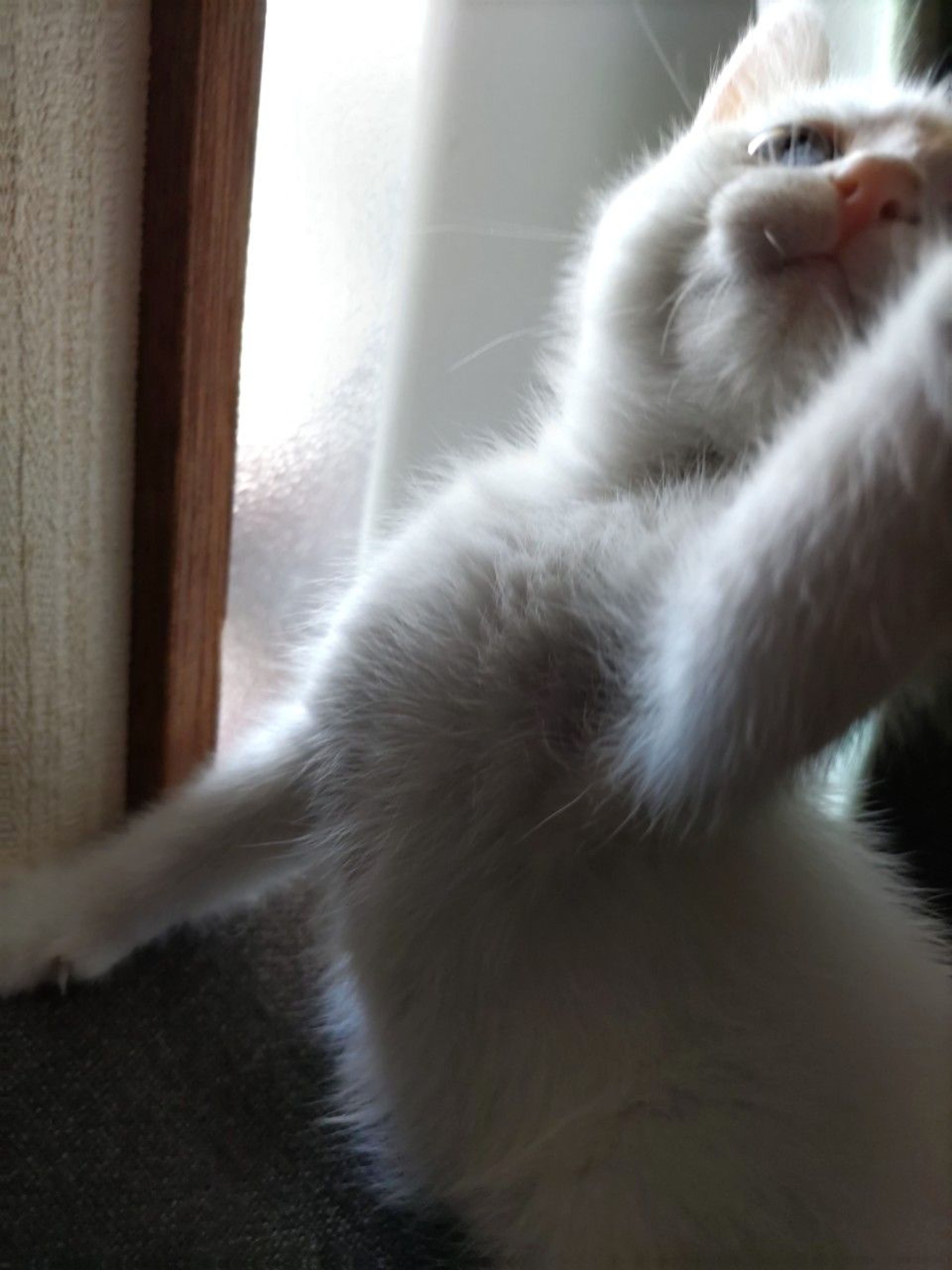 pet-image-5