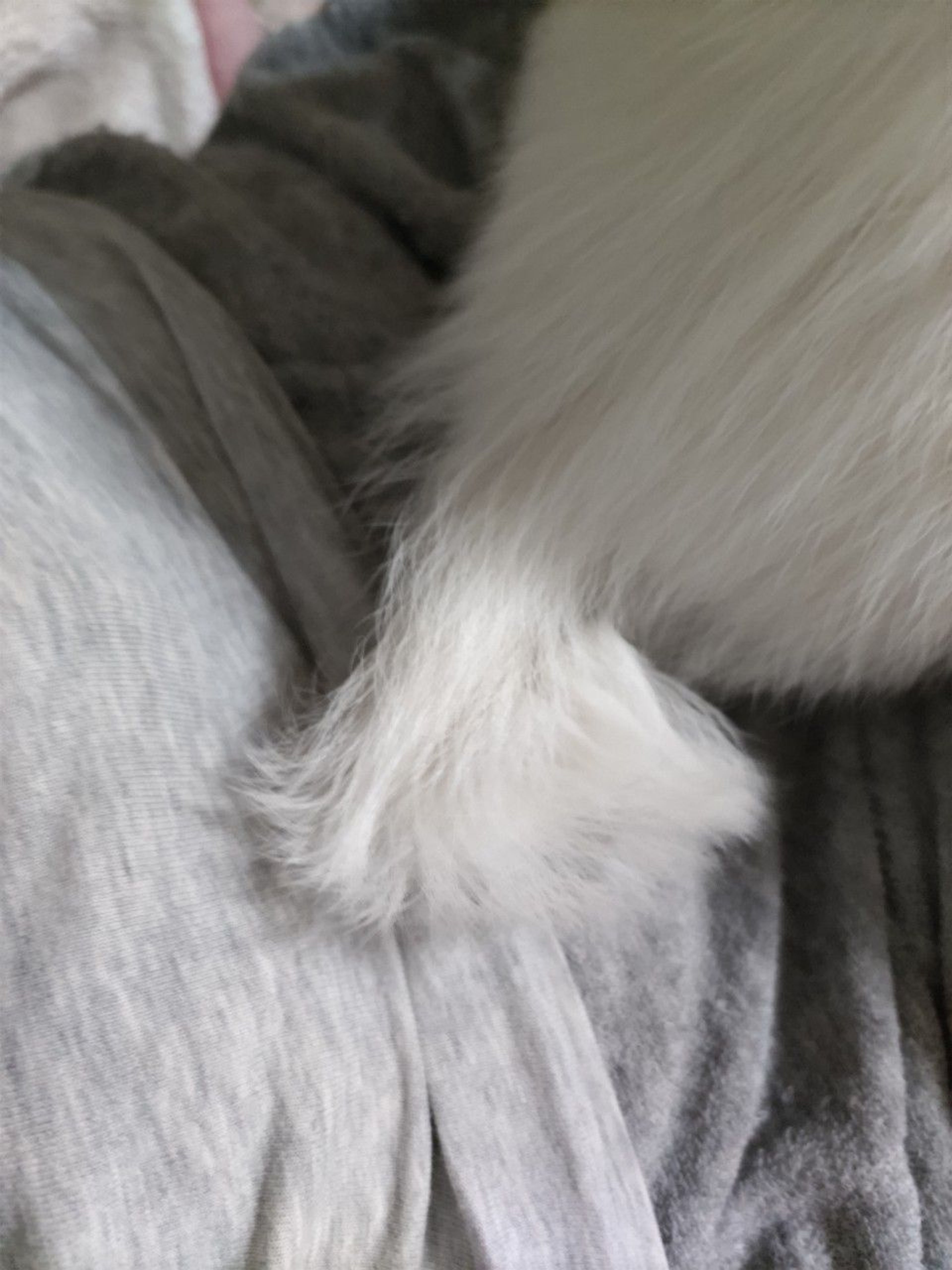 pet-image-6