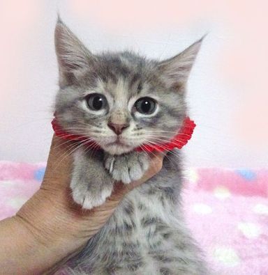 モネちゃんの写真