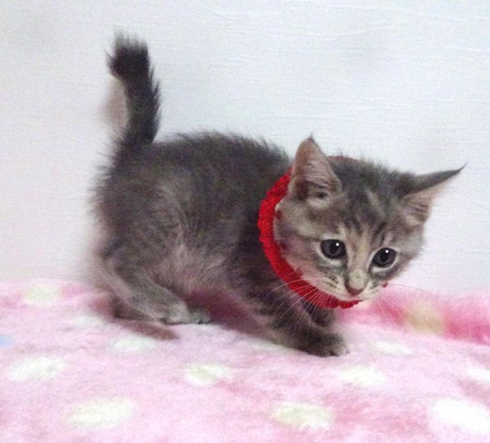 pet-image-3