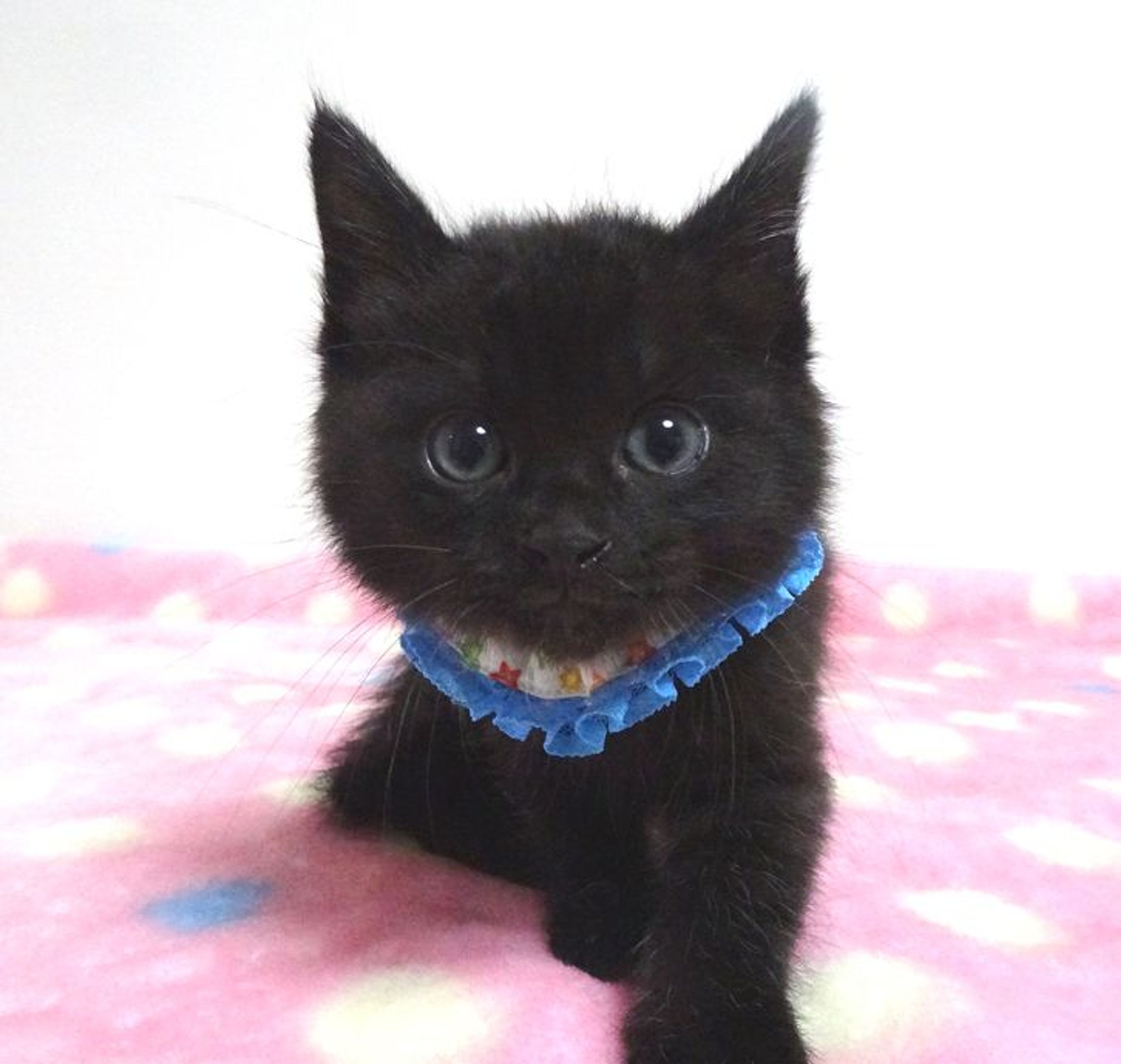 pet-image-2