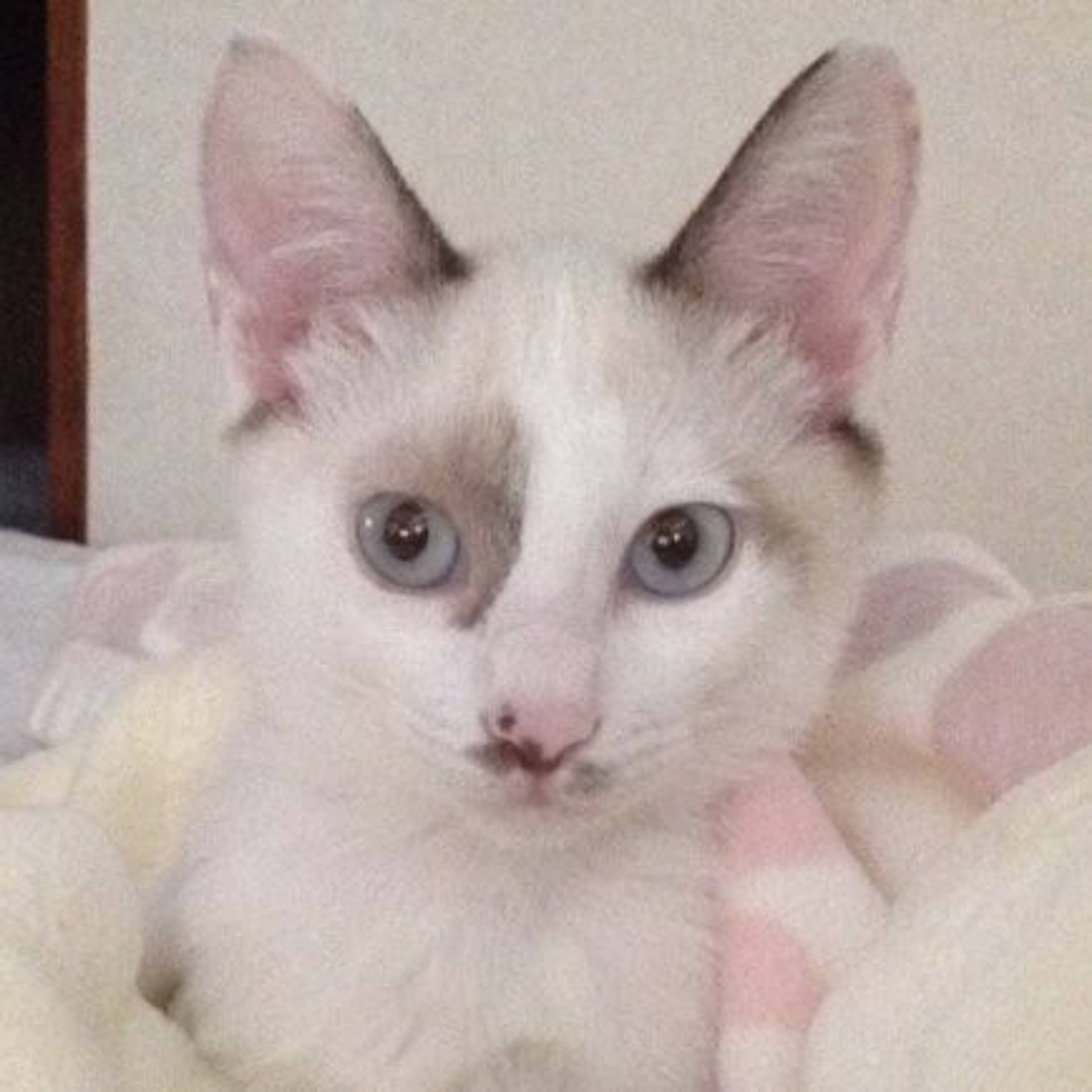 雑種（ミックス猫）・メスの里親募集の写真