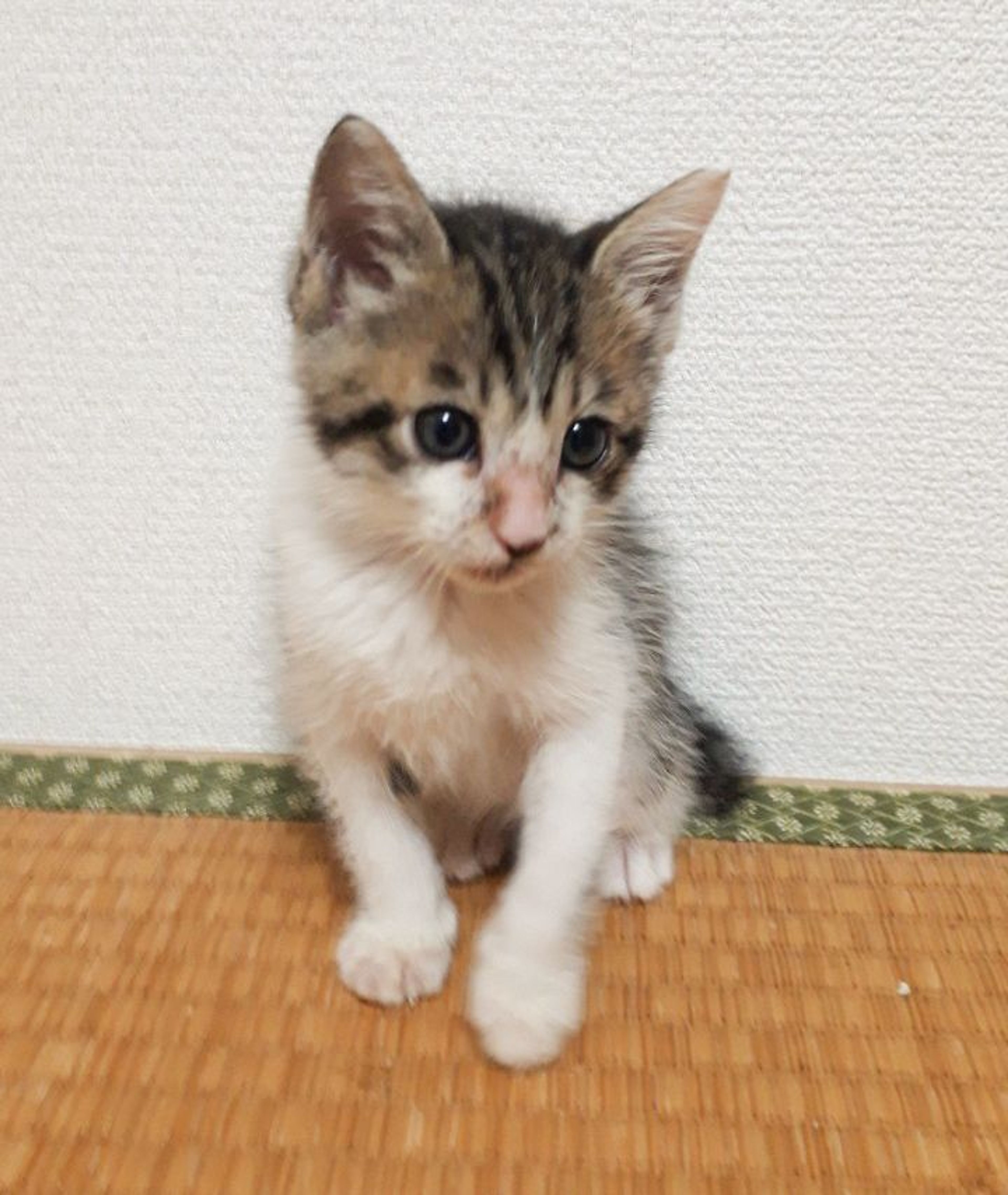雑種（ミックス猫）・オスの里親募集の写真