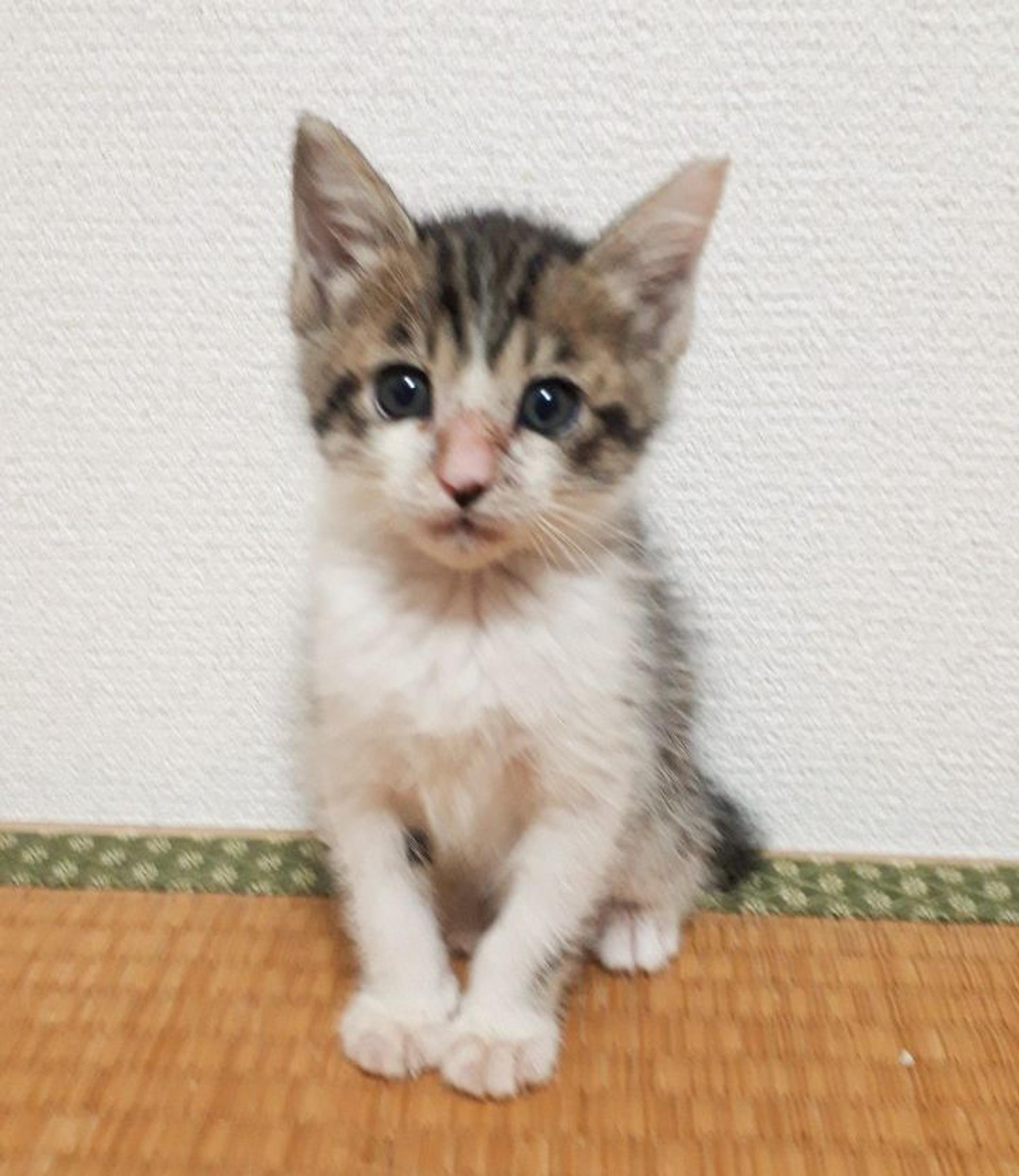 pet-image-2