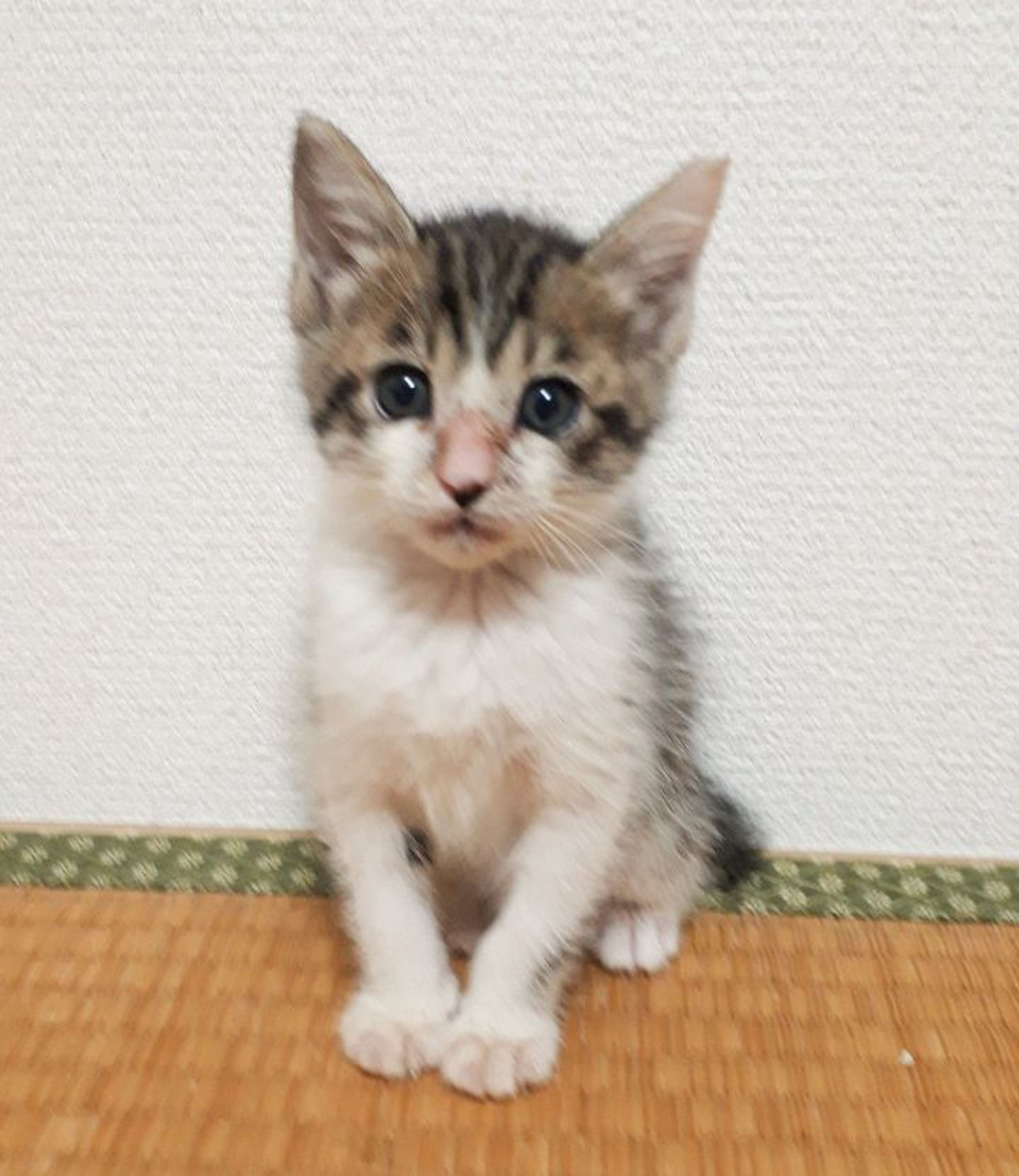 pet-image-2