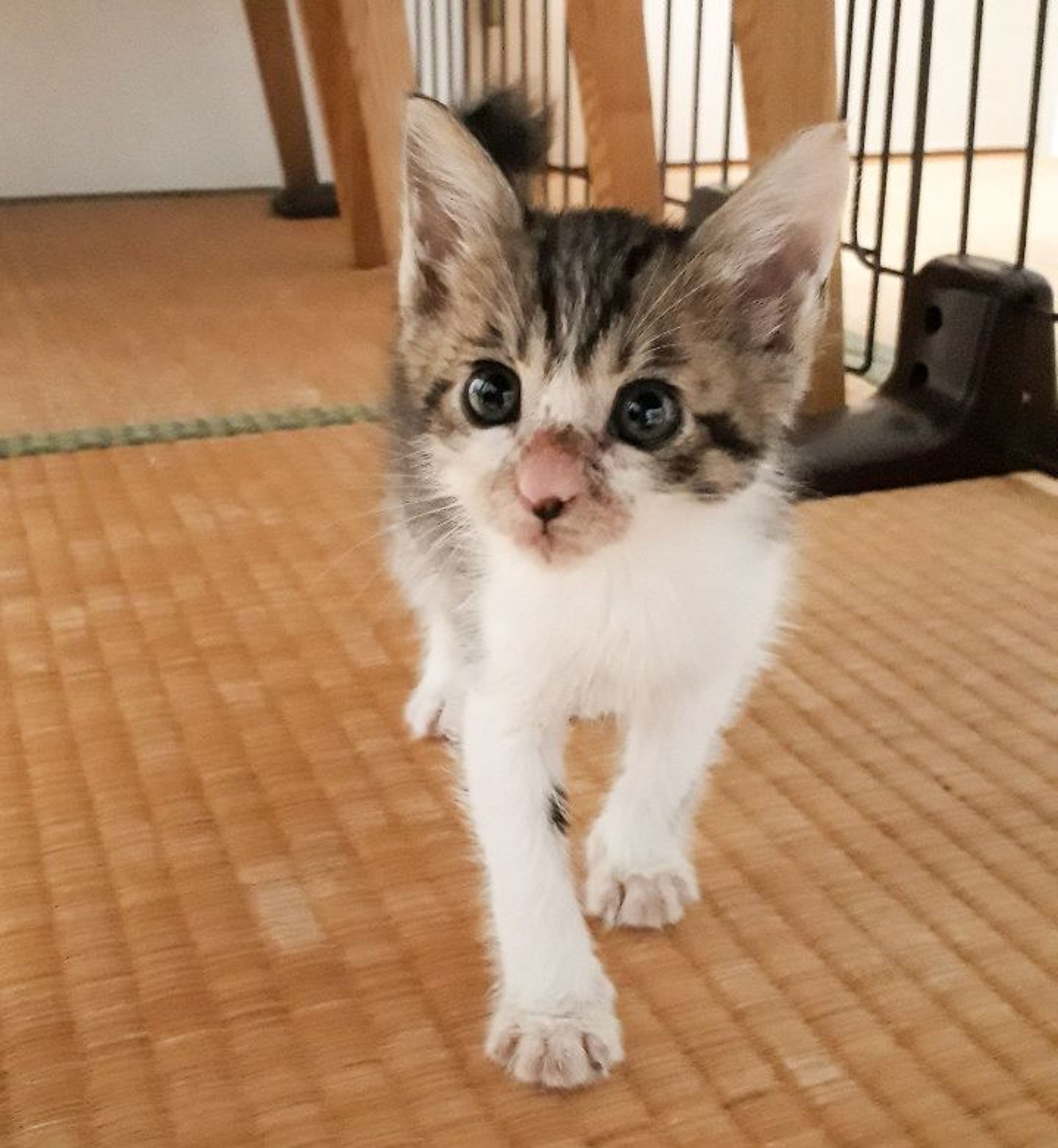 pet-image-3