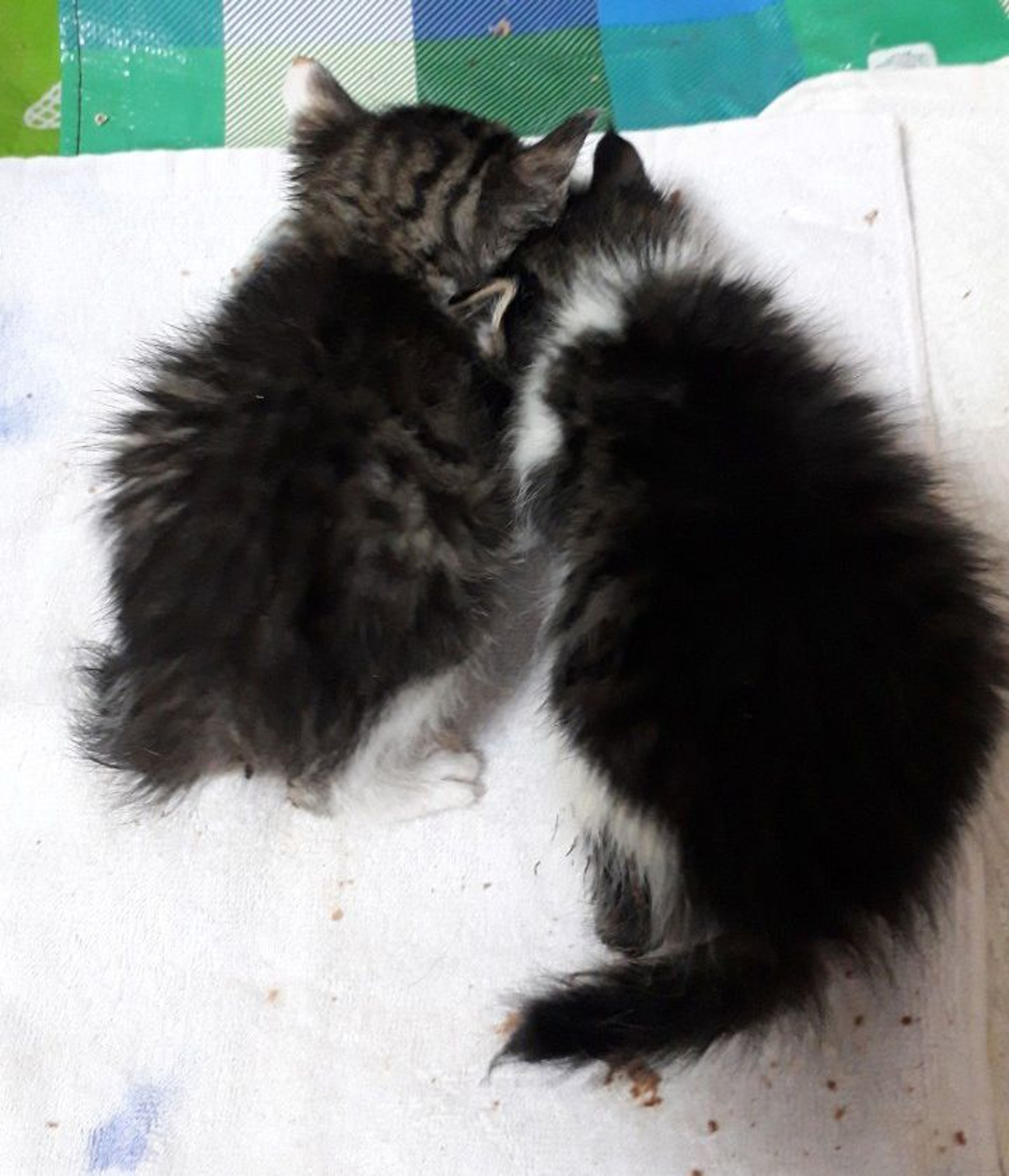 pet-image-4