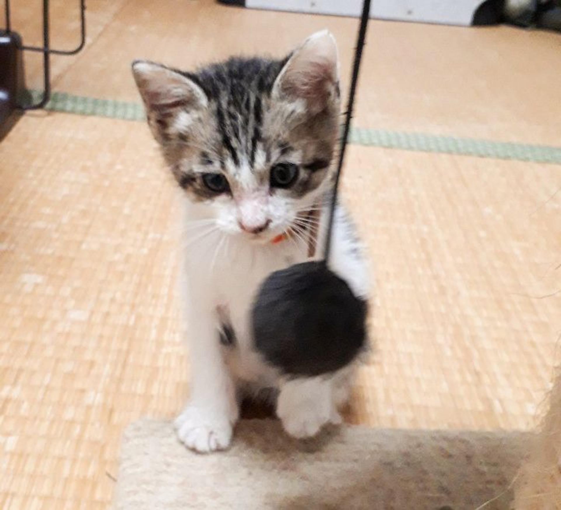 pet-image-5