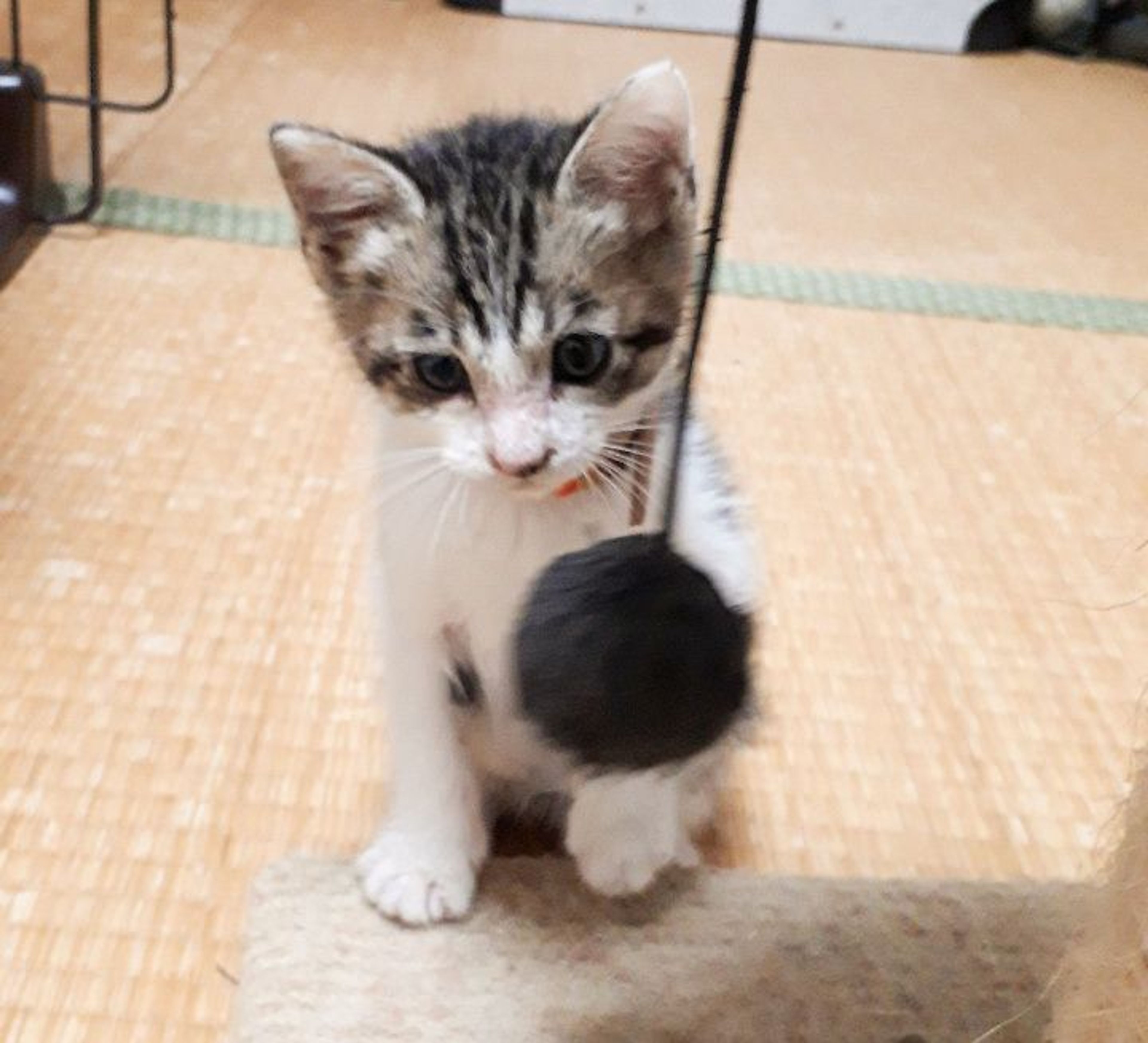 pet-image-5