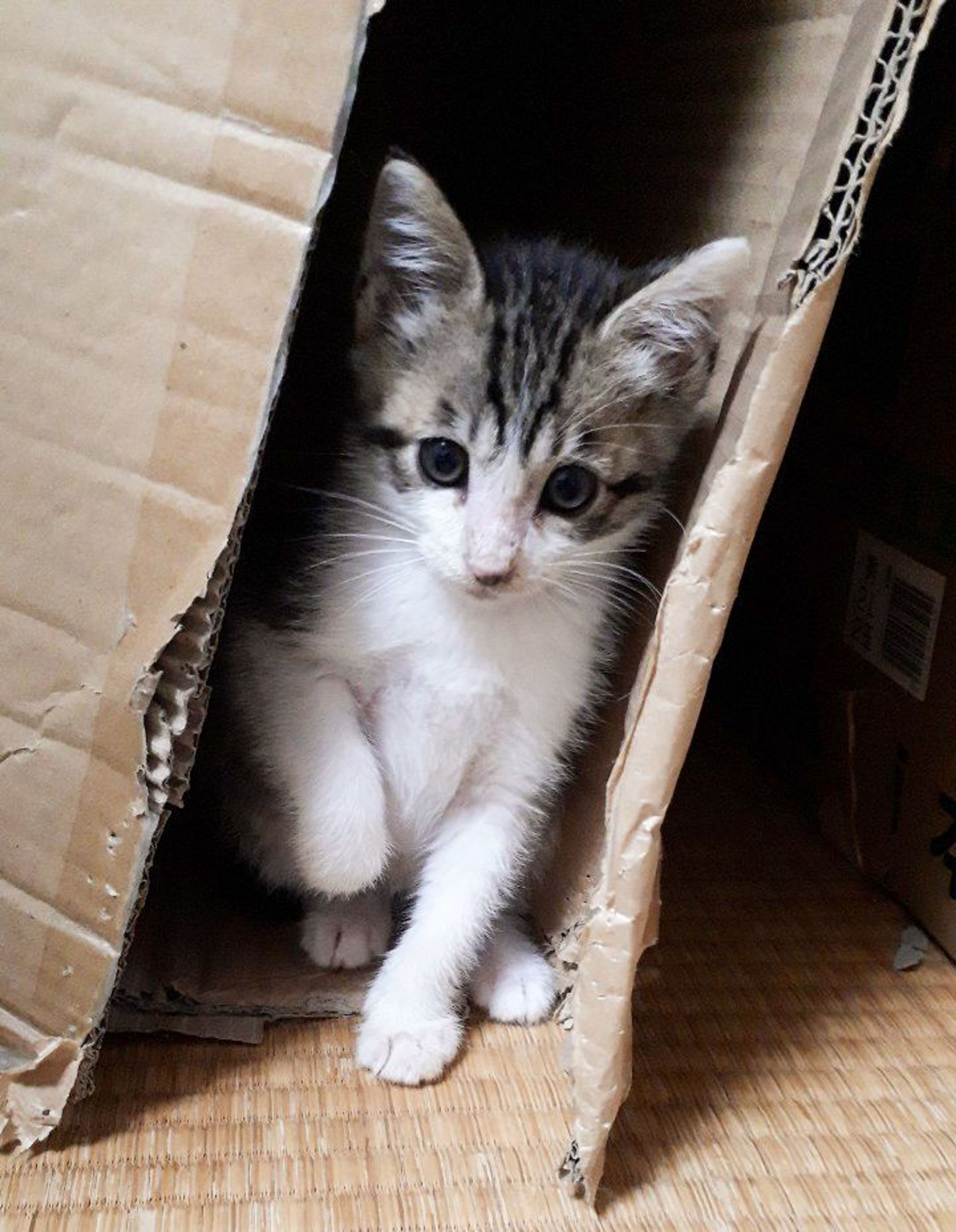pet-image-6