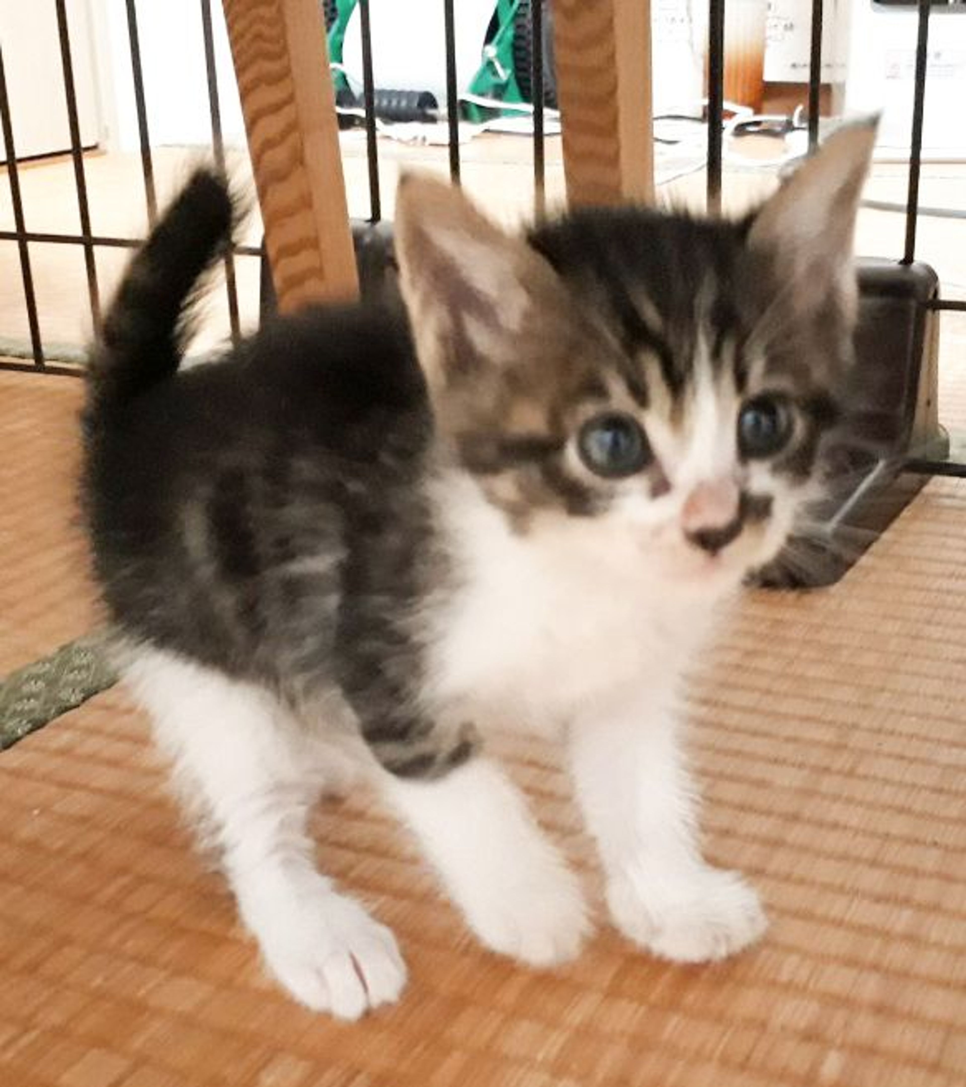 雑種（ミックス猫）・オスの里親募集の写真
