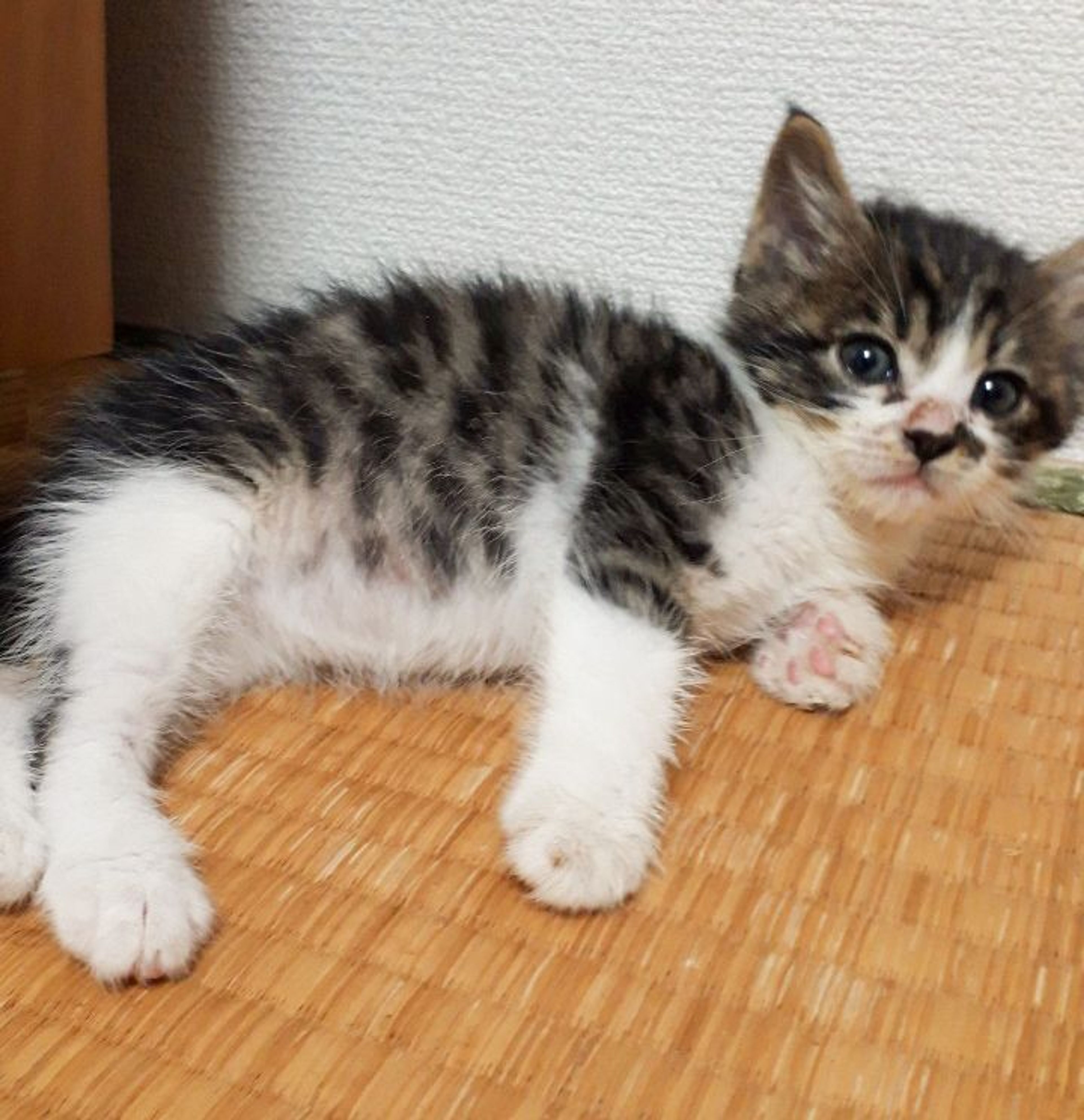 pet-image-2