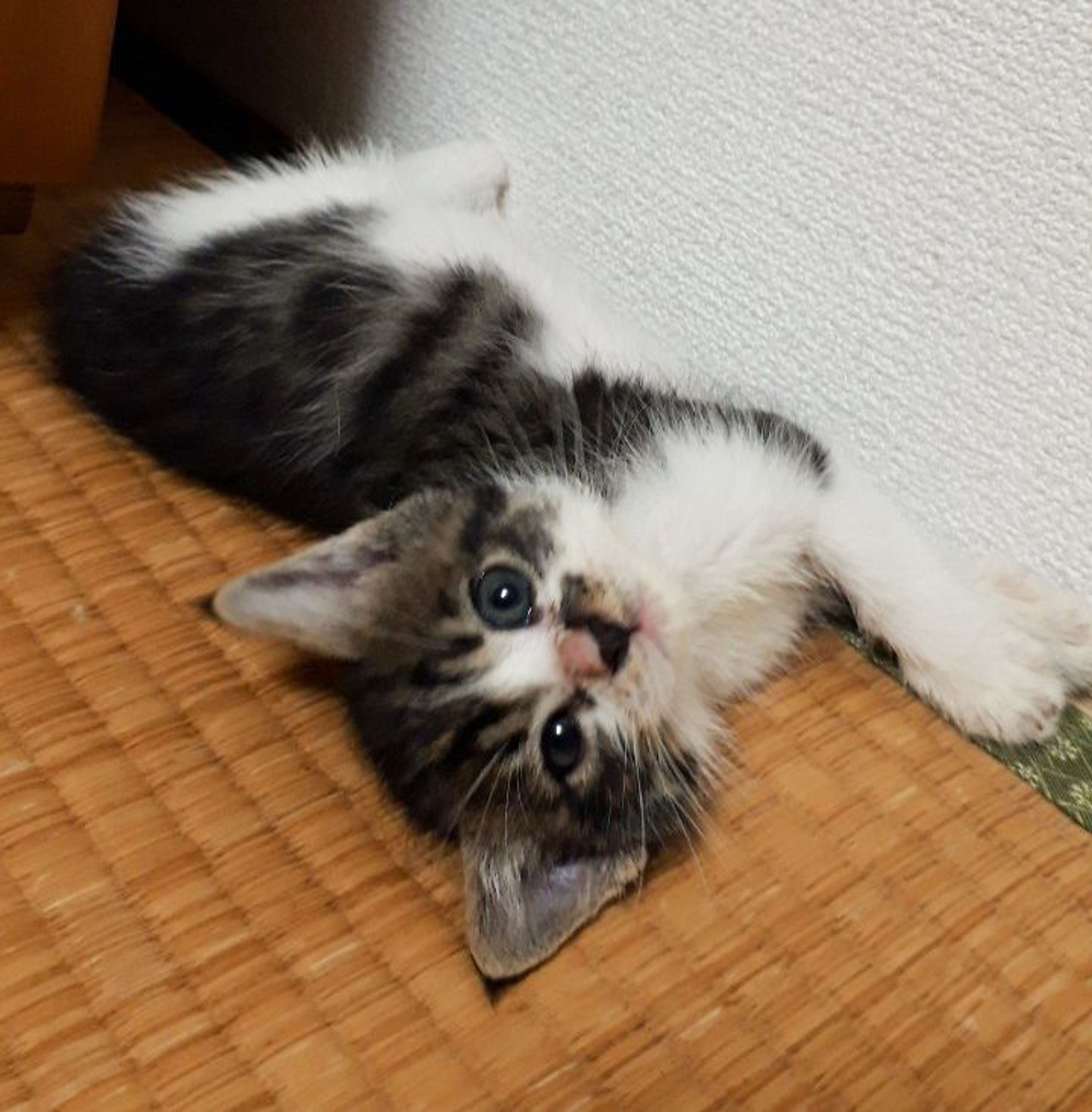 pet-image-3