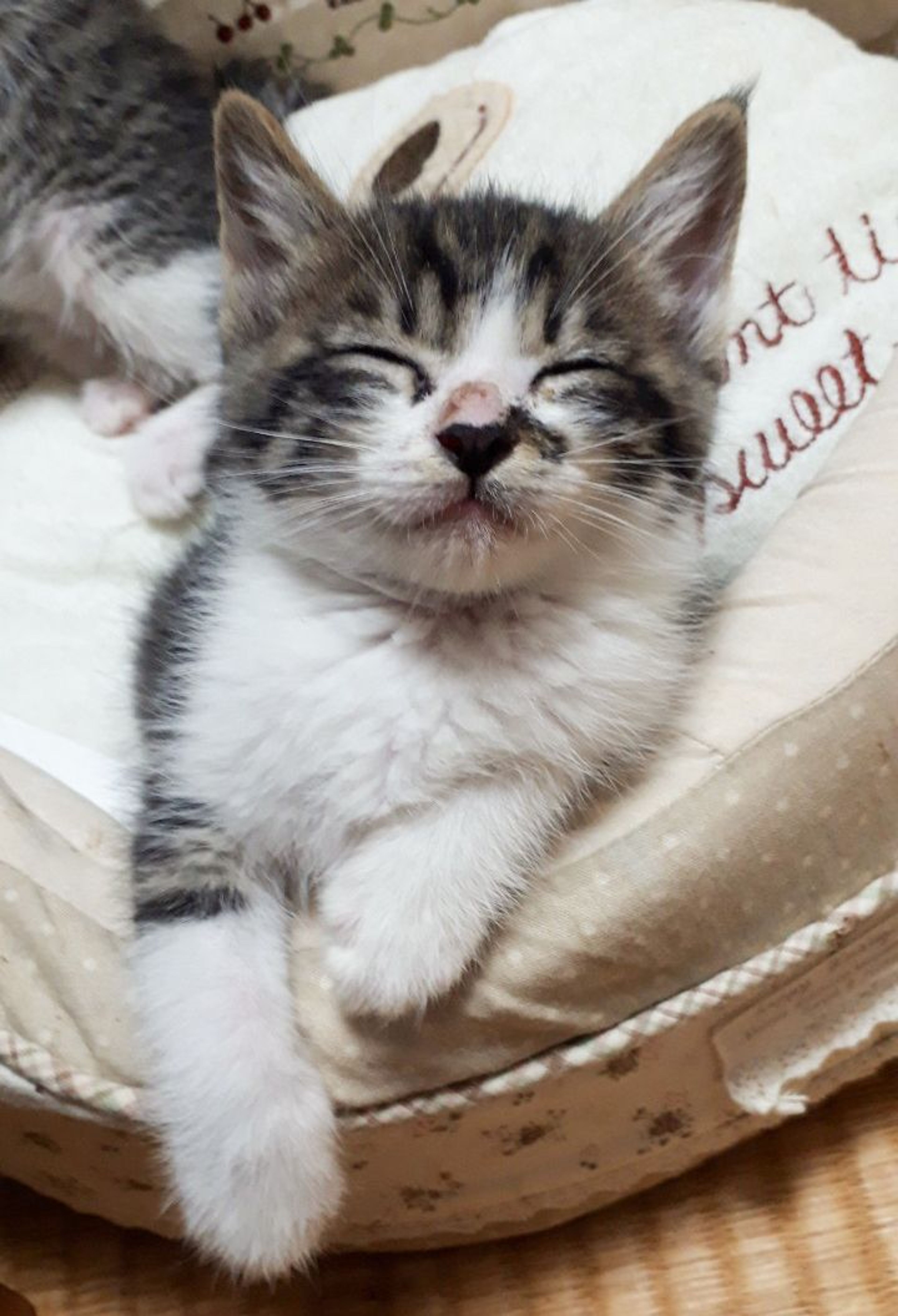 pet-image-4