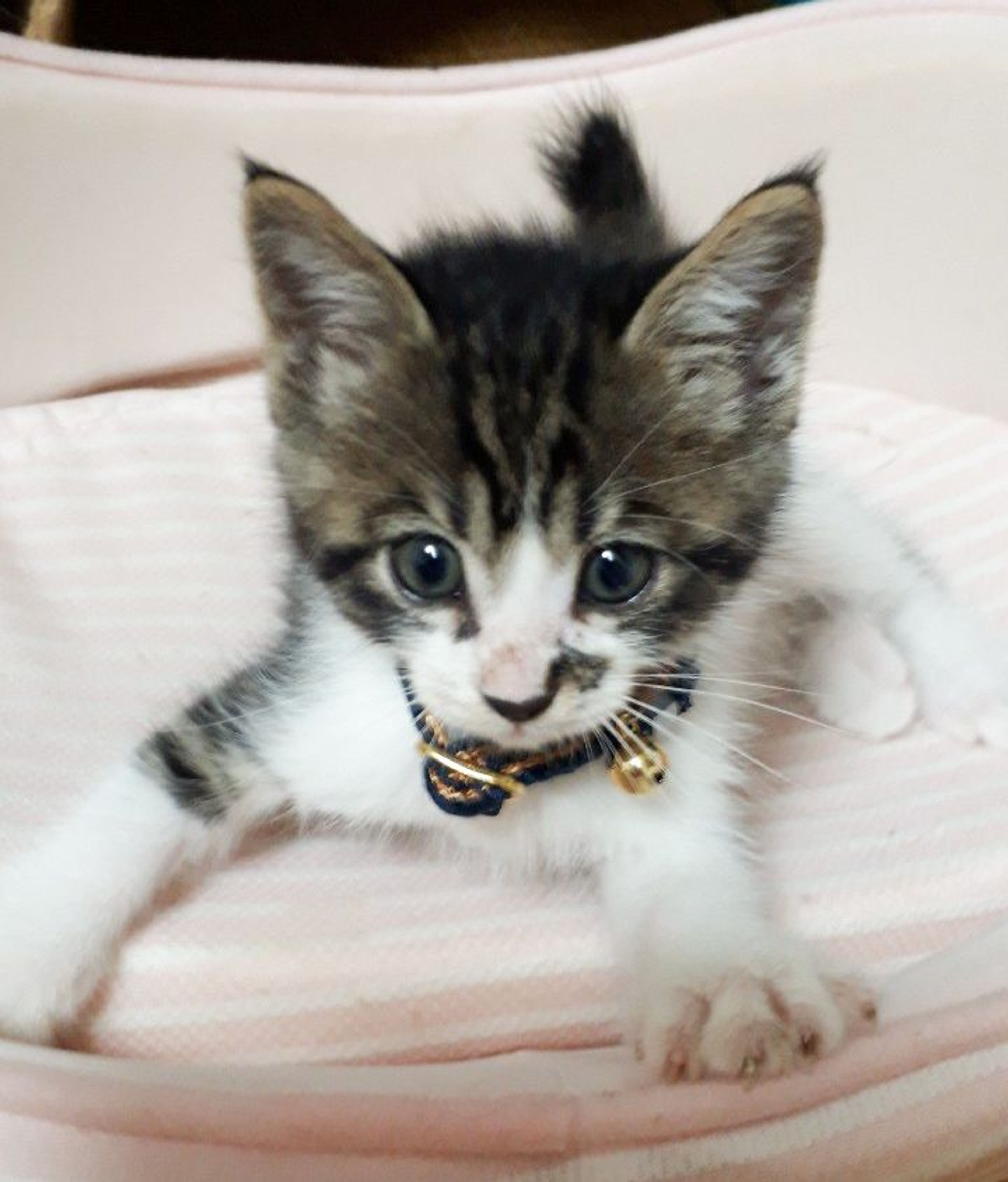 pet-image-5