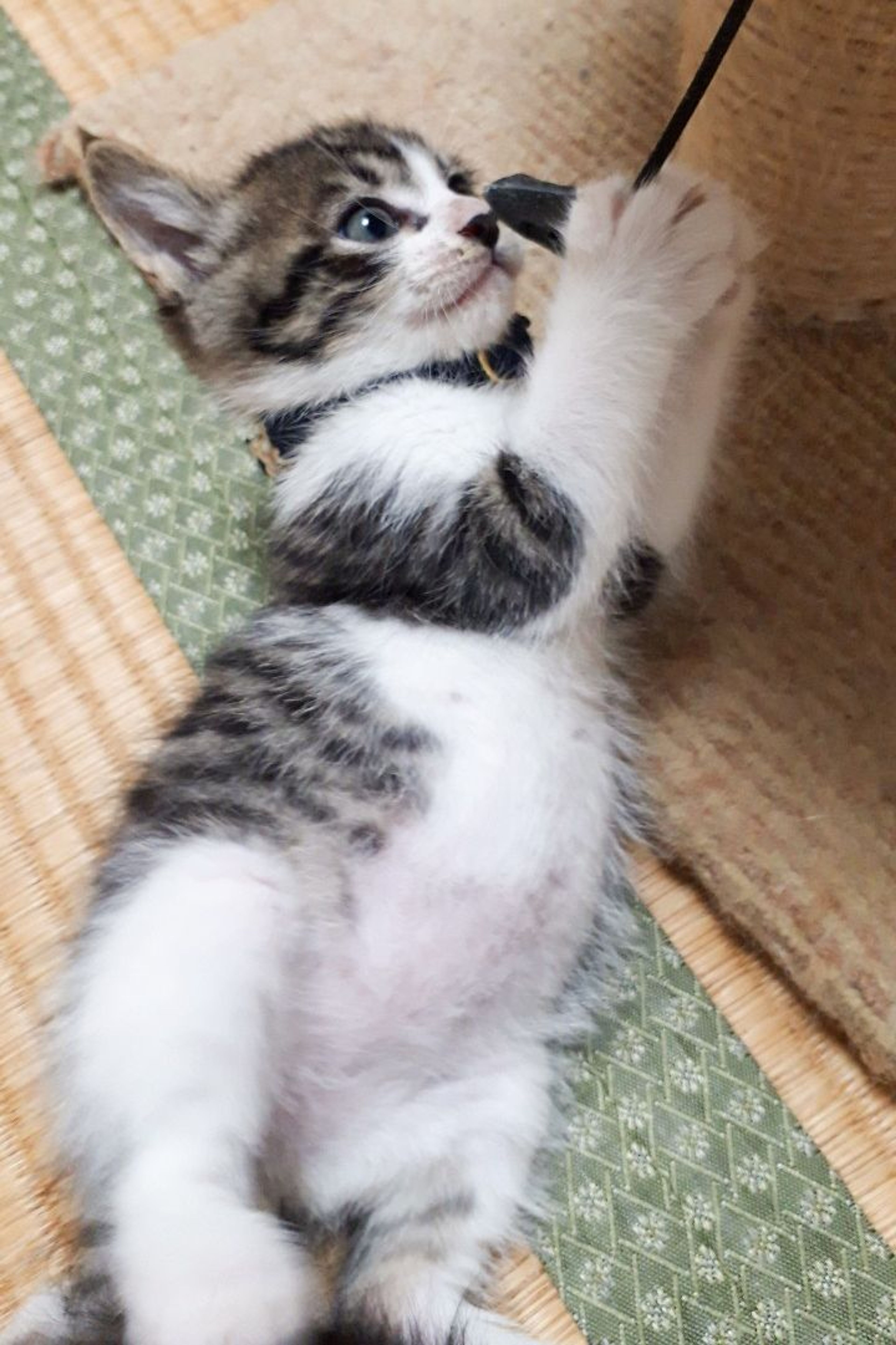 pet-image-7