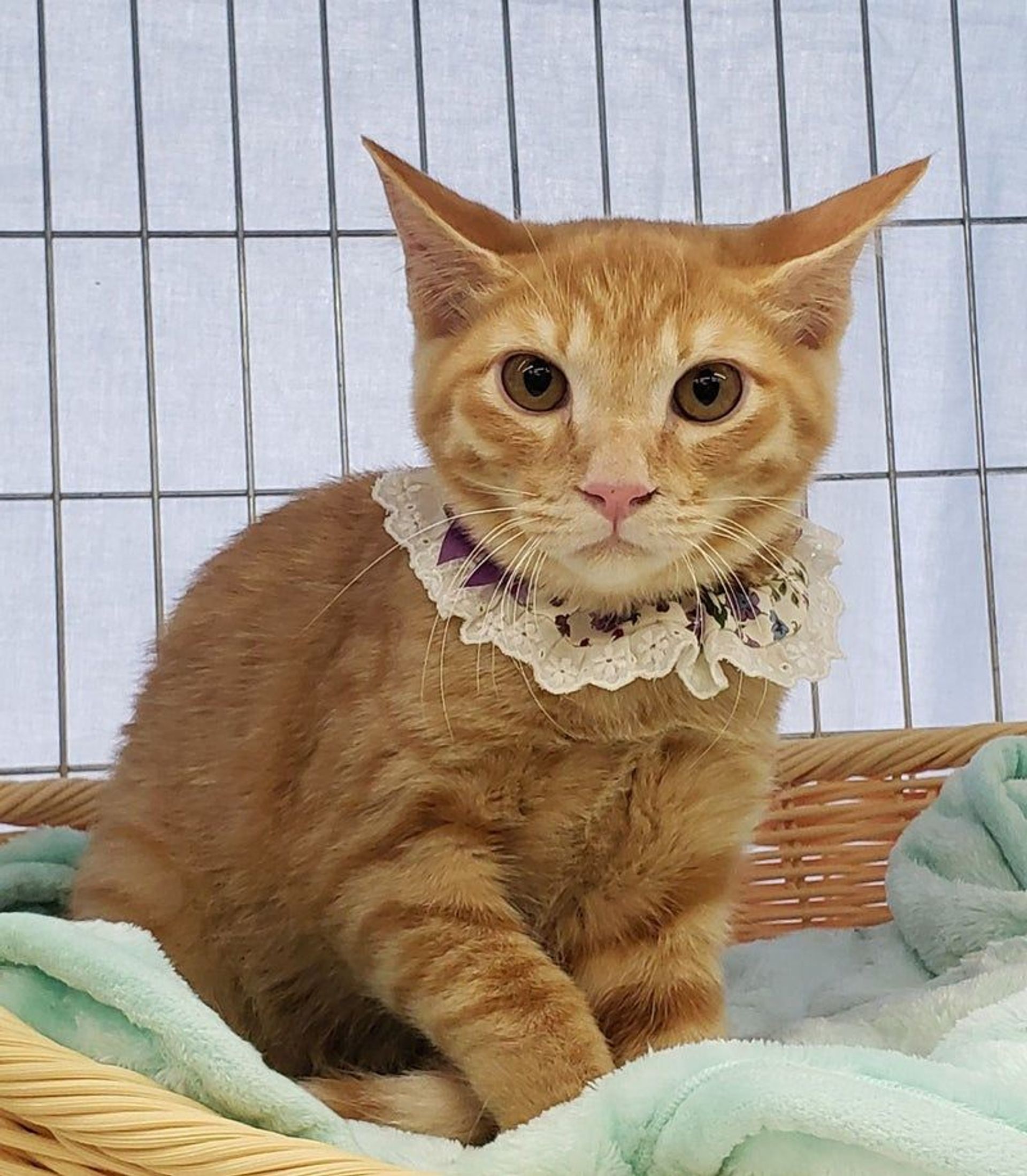 雑種（ミックス猫）・オスの里親募集の写真