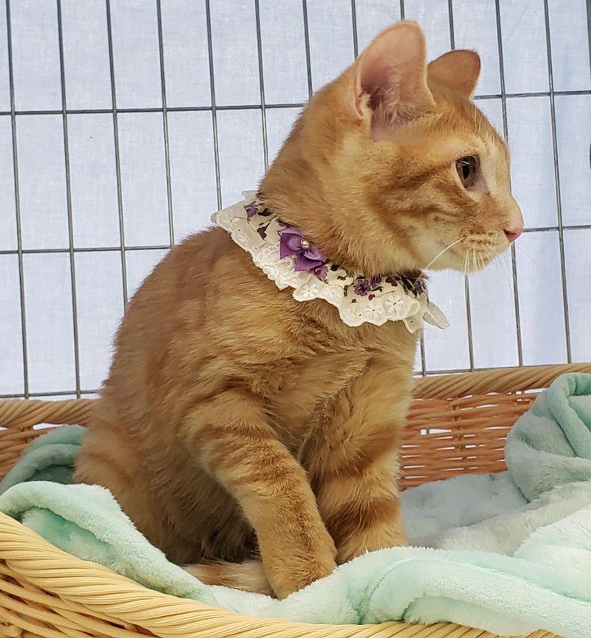 pet-image-2